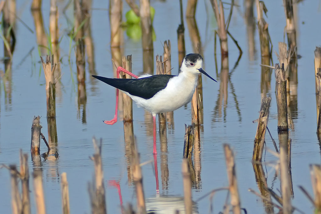 Cavaliere d'Italia in stretching