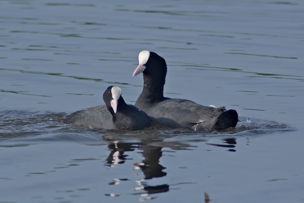 Amore a prima vista........