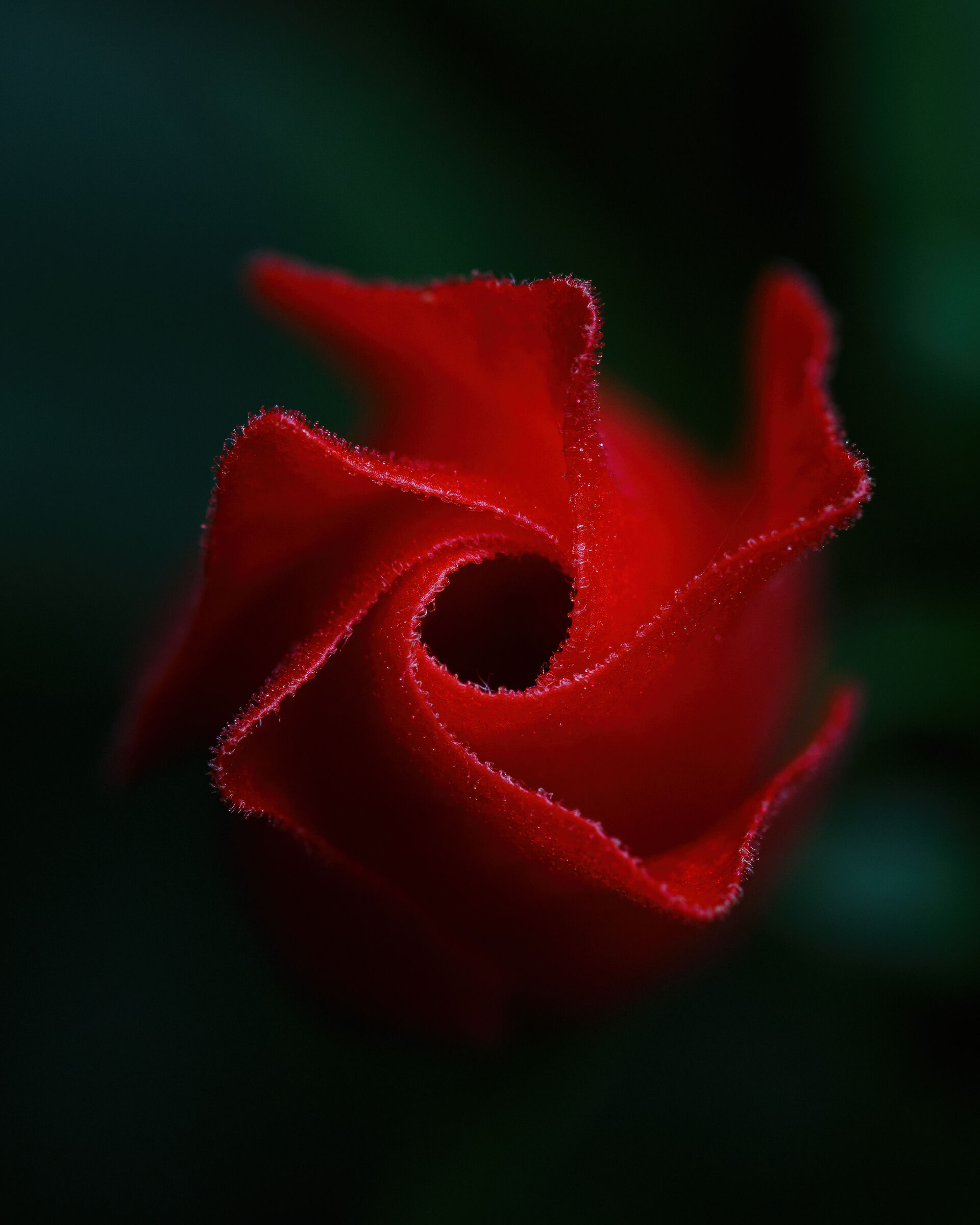 Una rosa