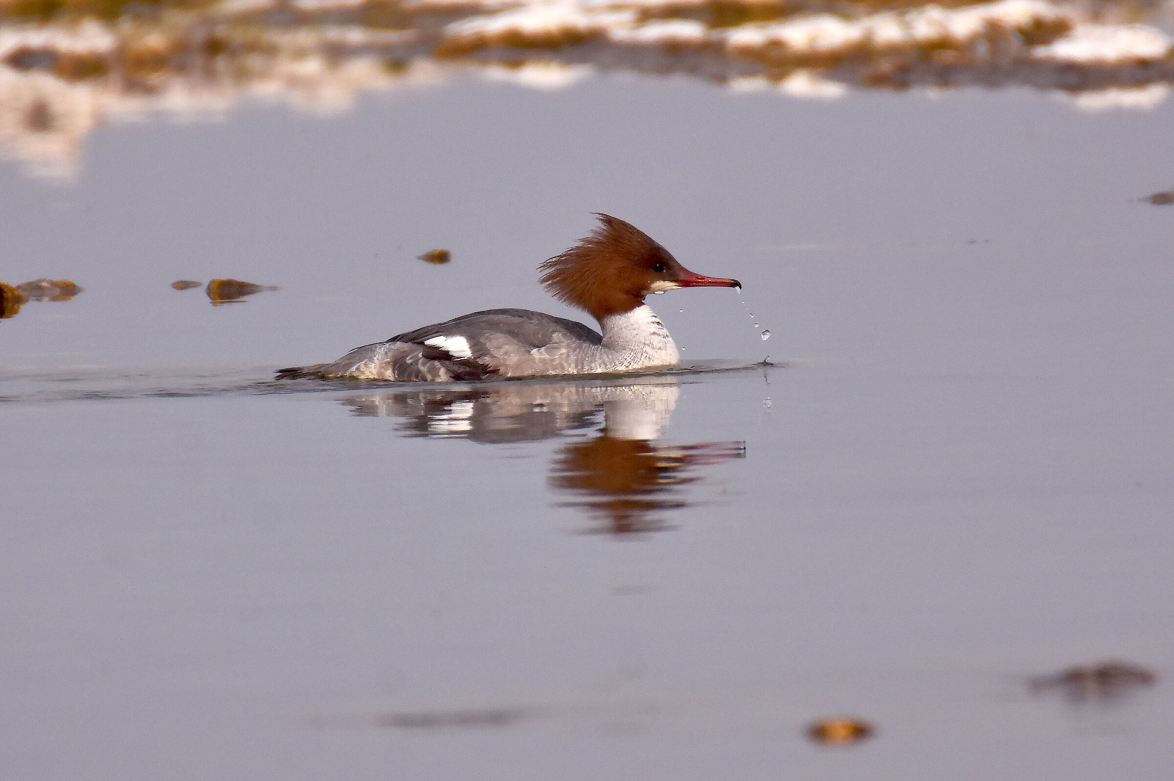 Female Greater Merganser