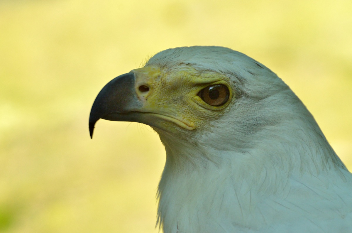 Aquila Urlatrice - Ritratto