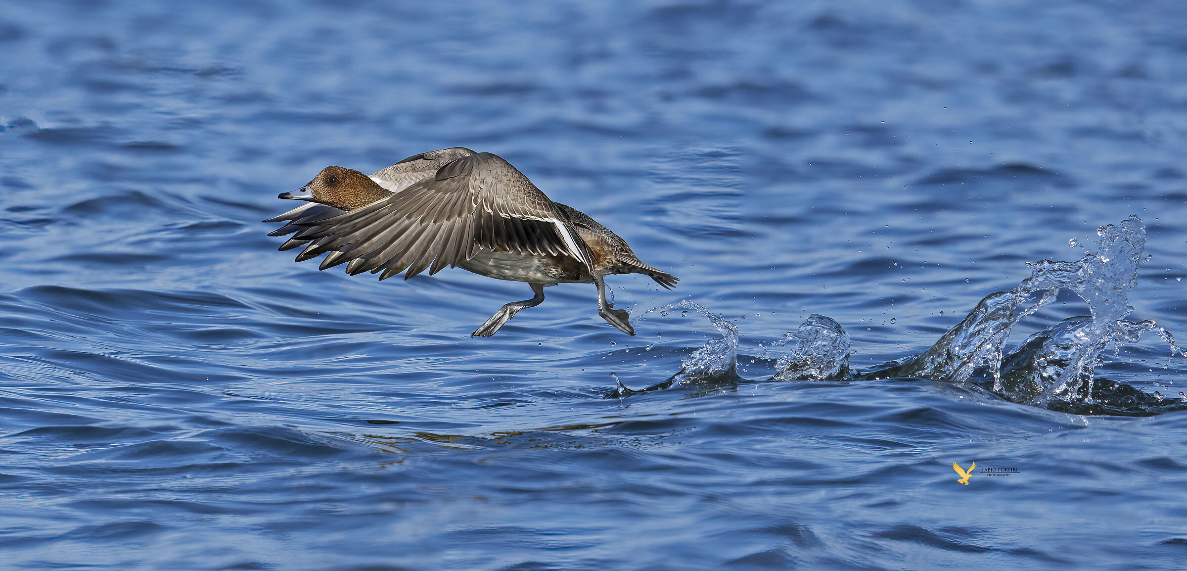 The departure of the wigeon