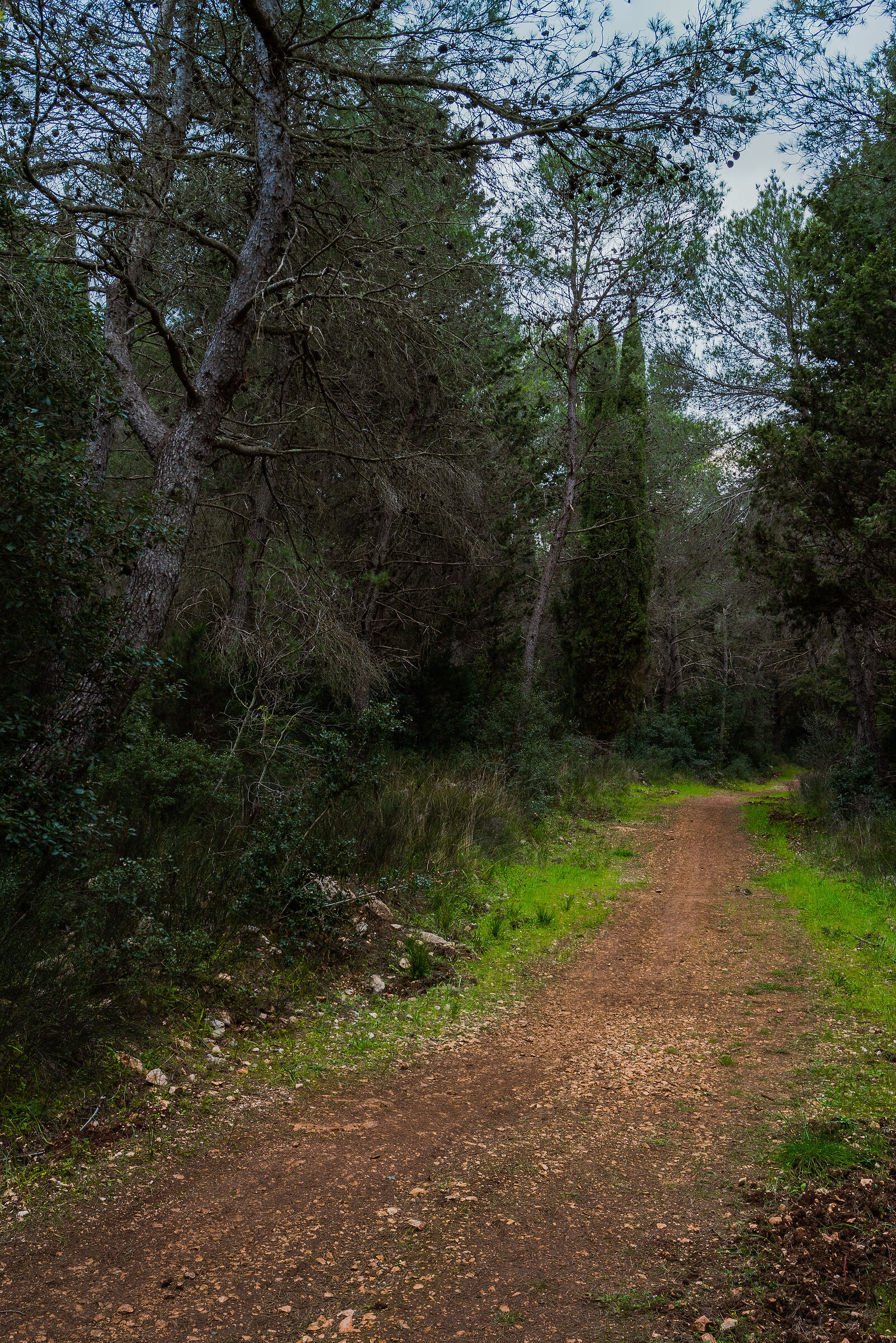 Passeggiata nella foresta