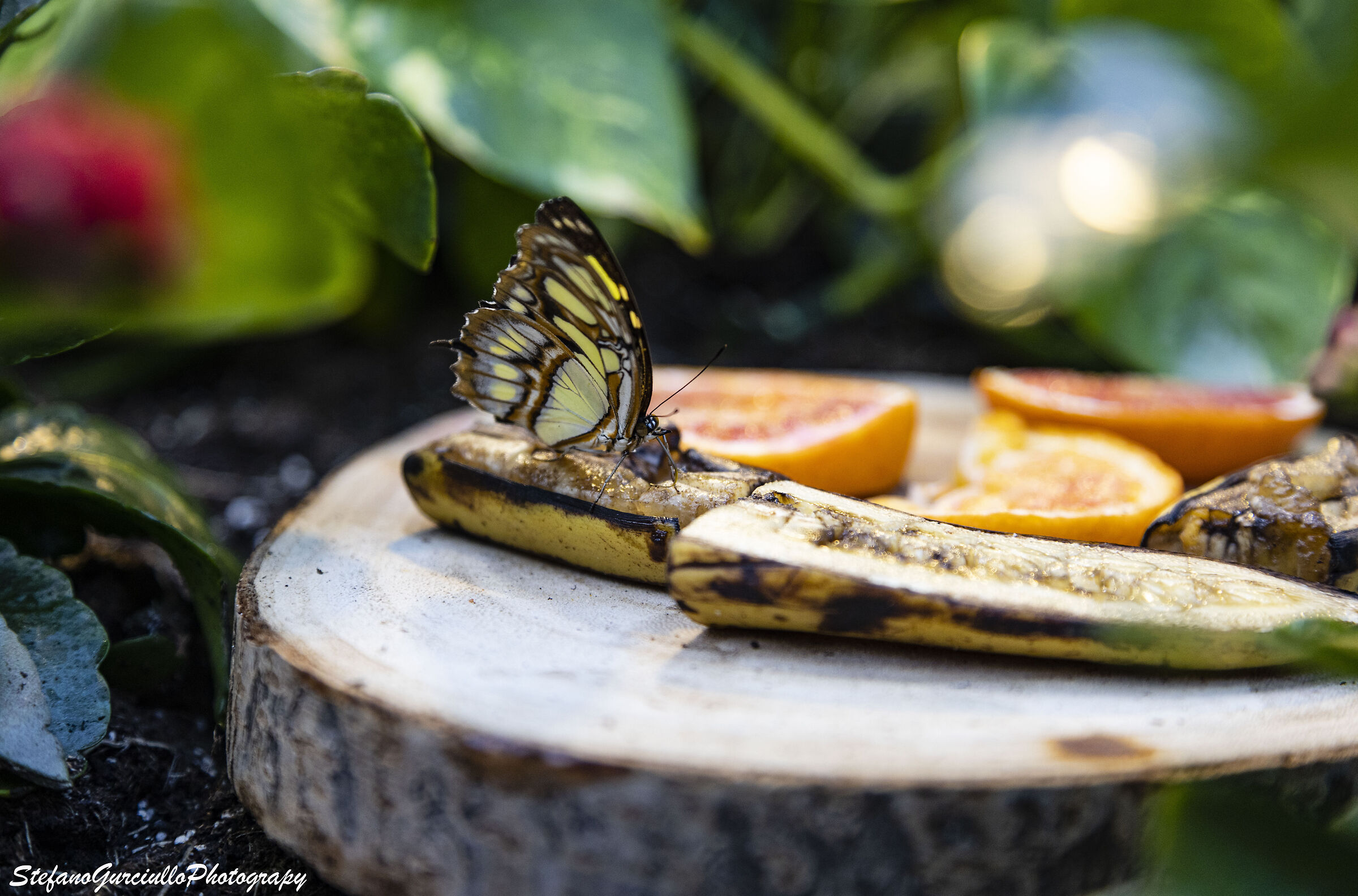 Butterfly House Event
