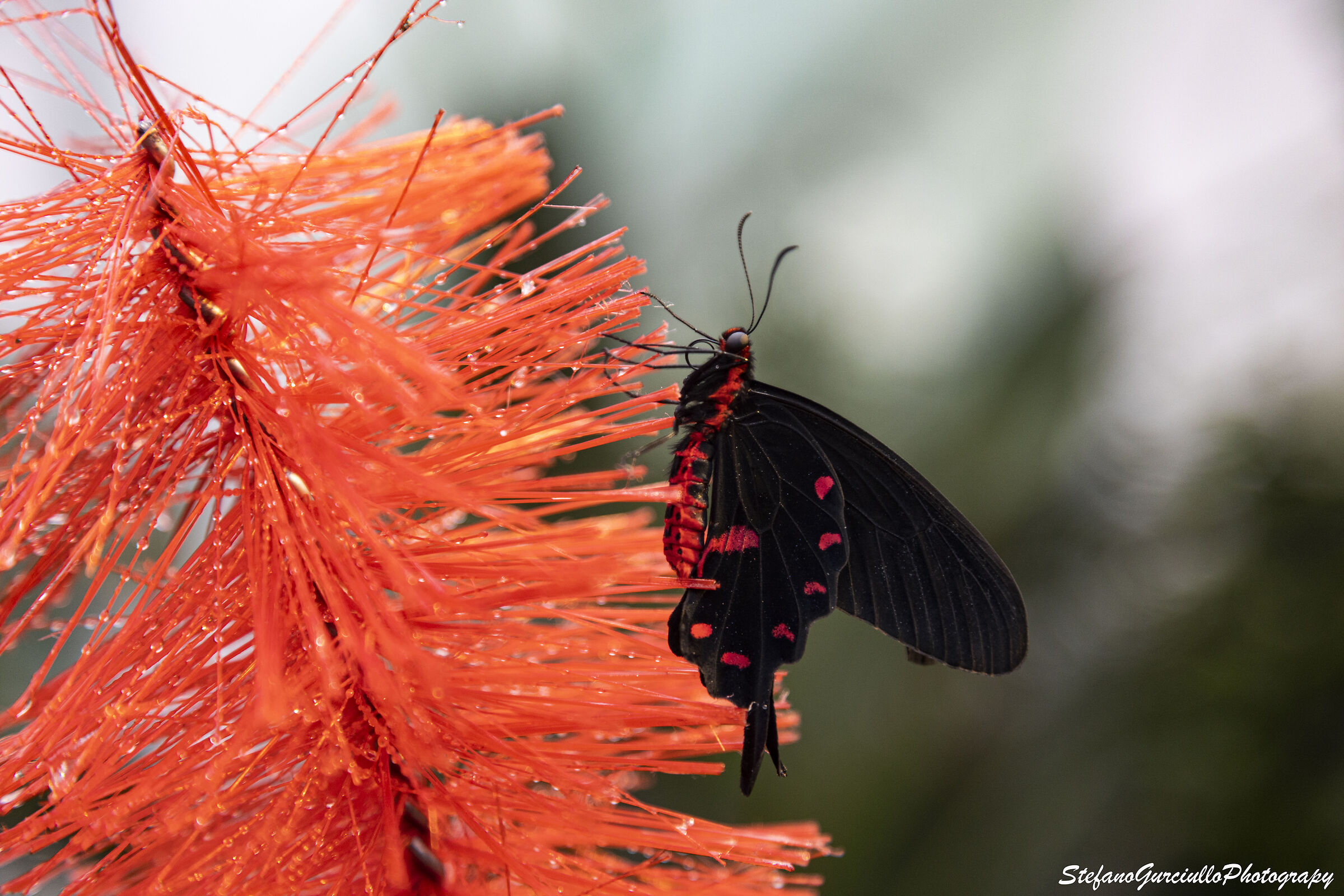 Butterfly House Event