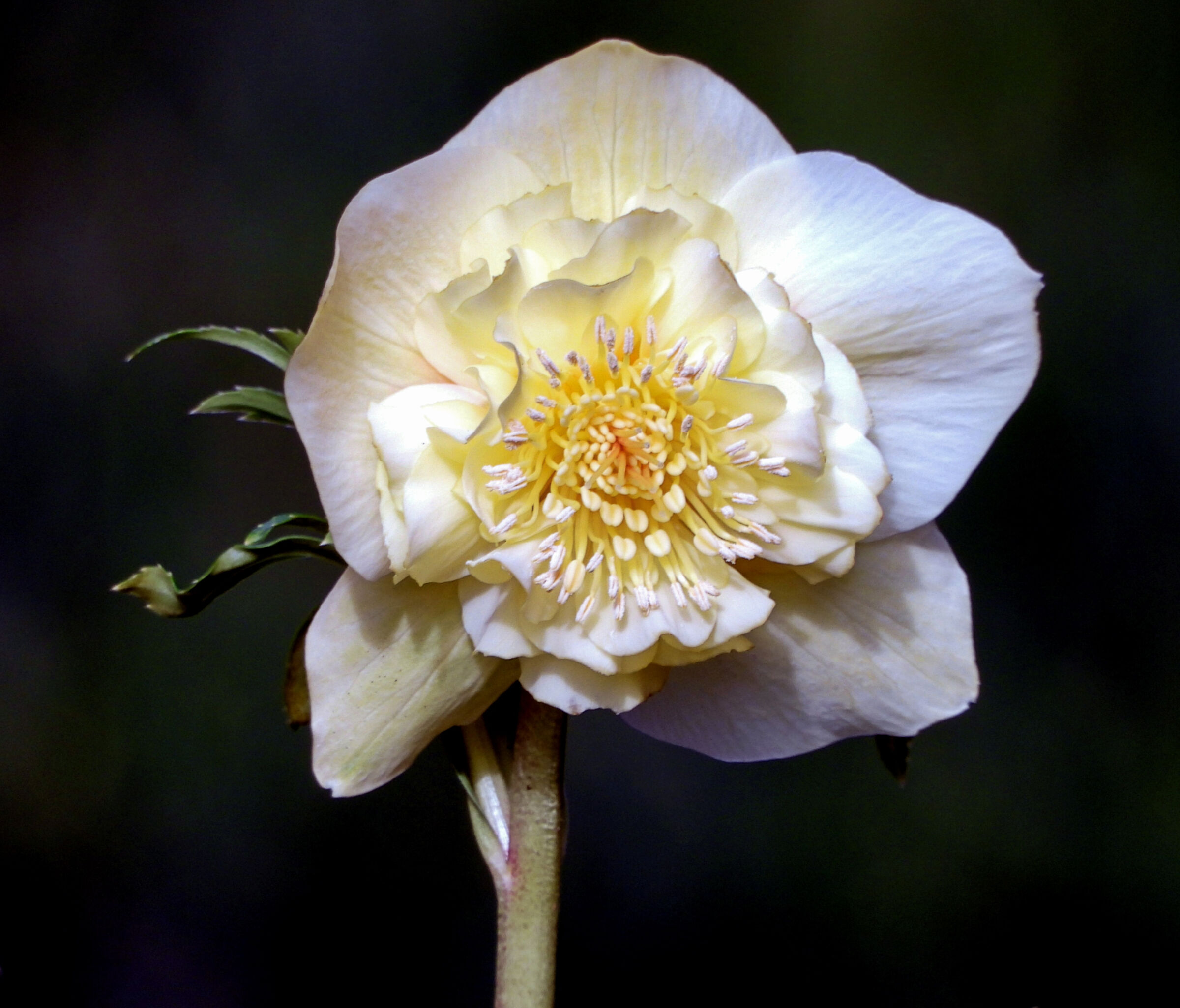 Helleborus double super yellow