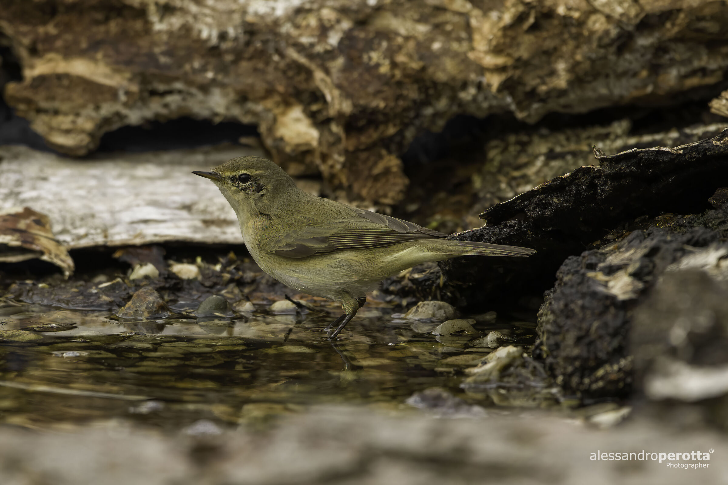 Phylloscopus collybita