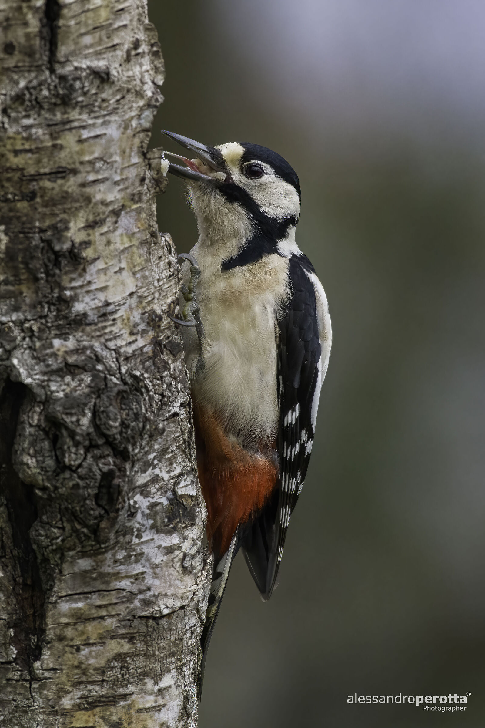 Dendrocopos major
