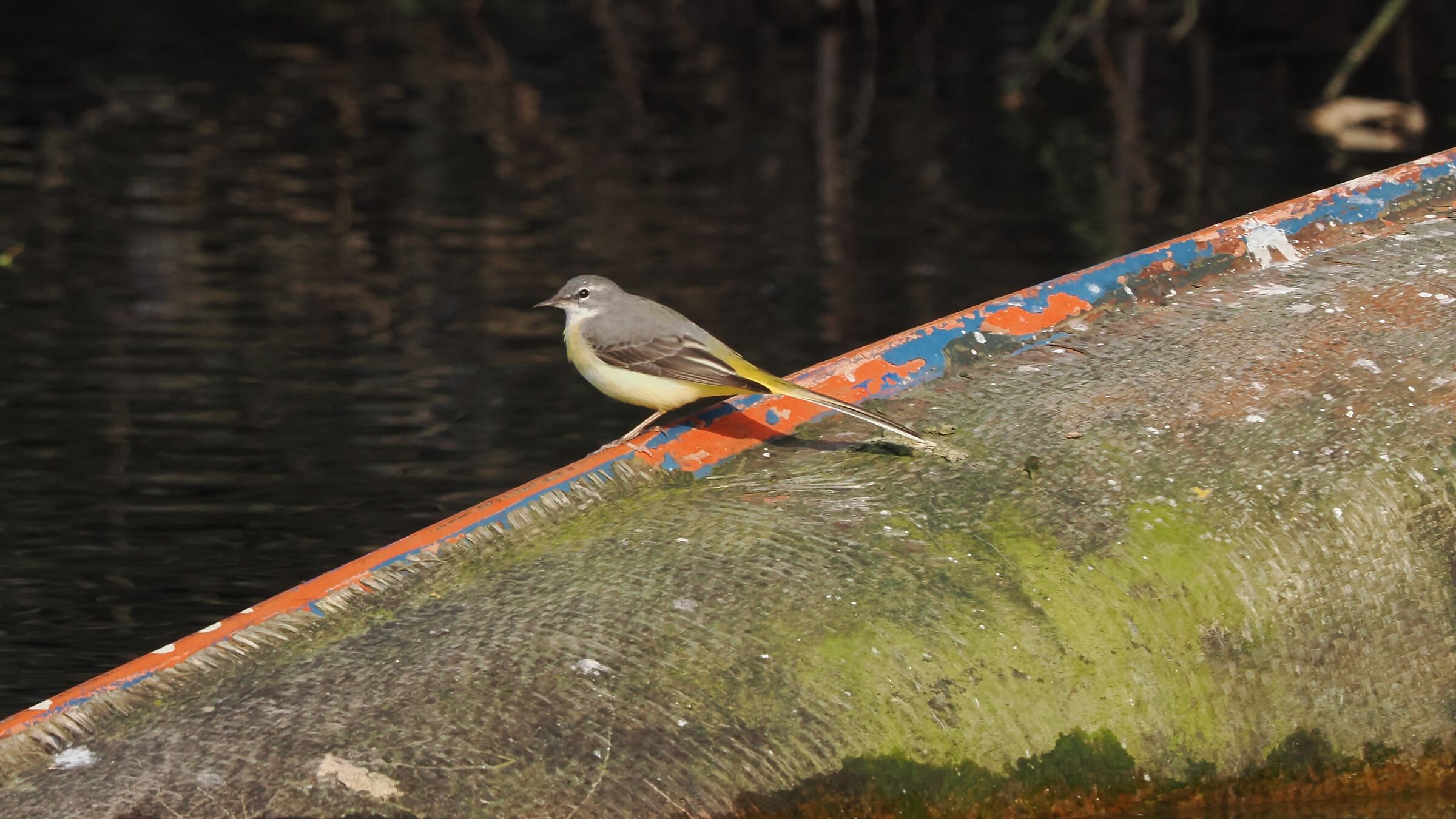 Grey wagtail