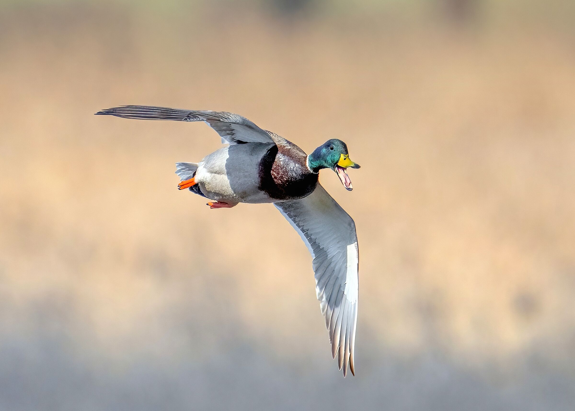 Mallard (Anas platyrhynchos)