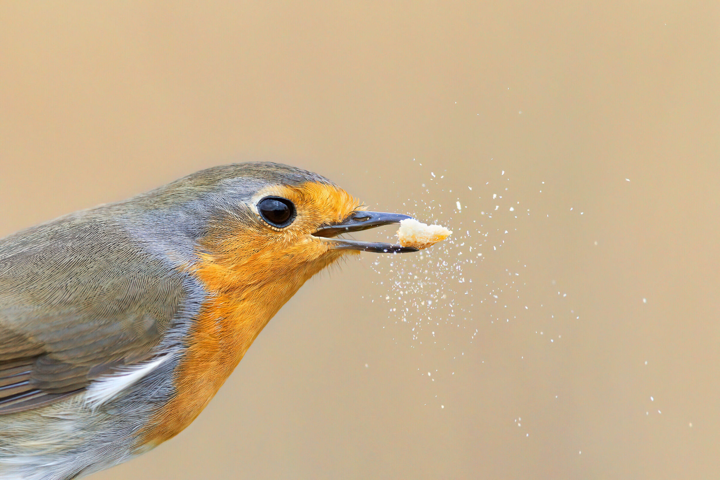 Robin feeds