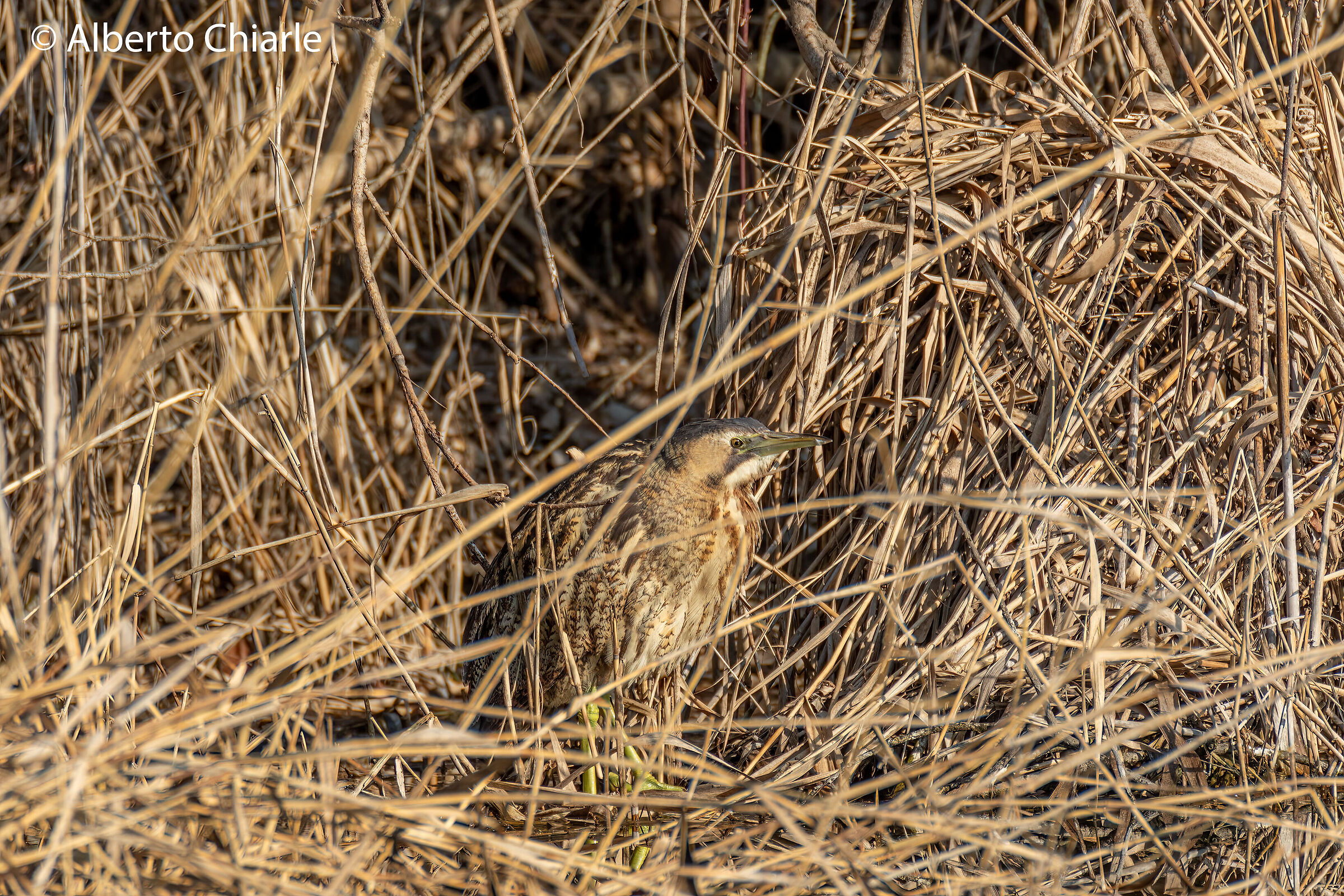 Tarabuso (Botaurus stellaris)