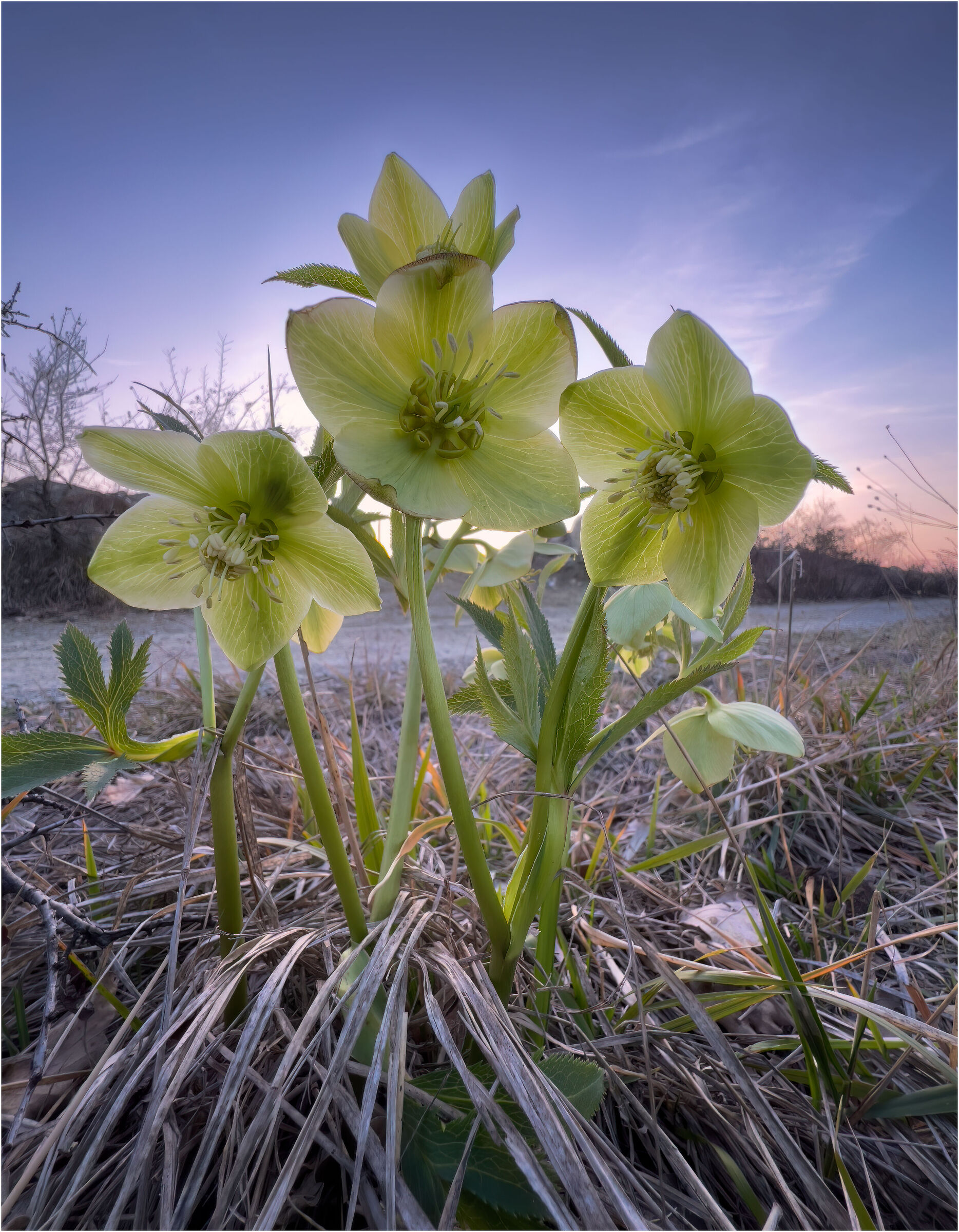Helleborus viridis
