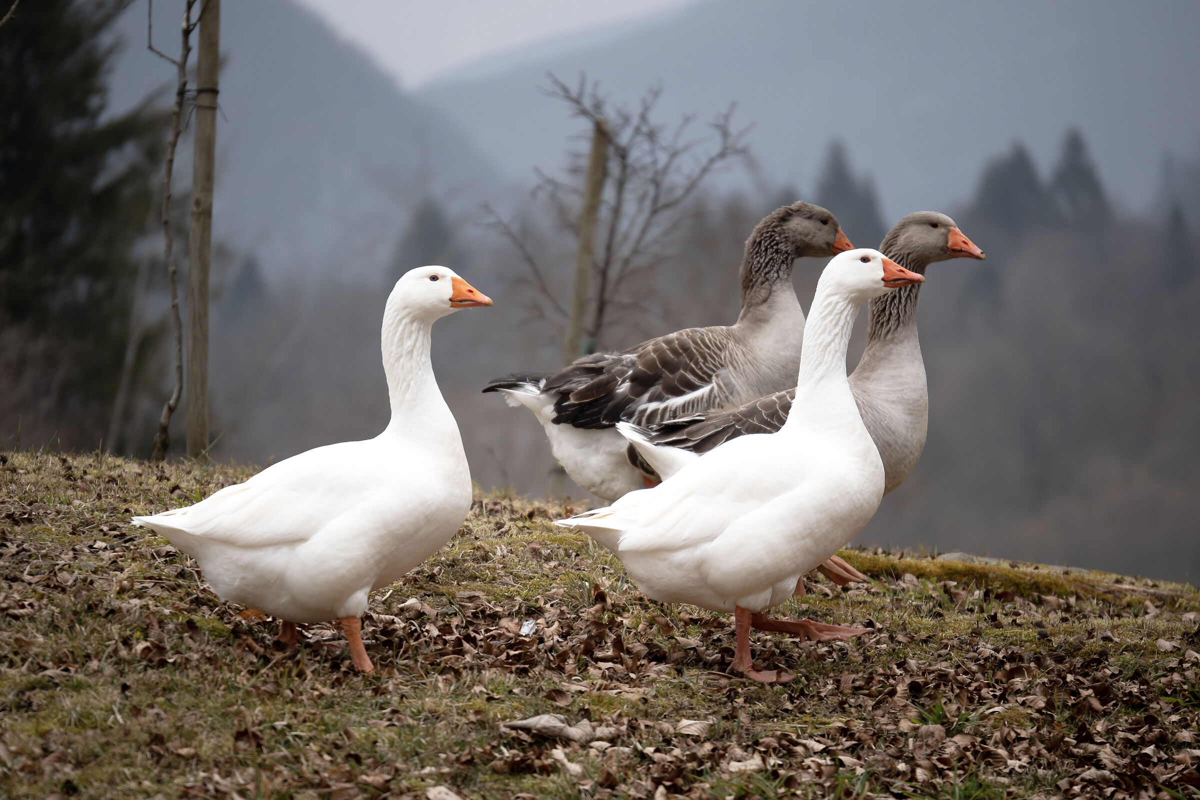 A spasso in compagnia