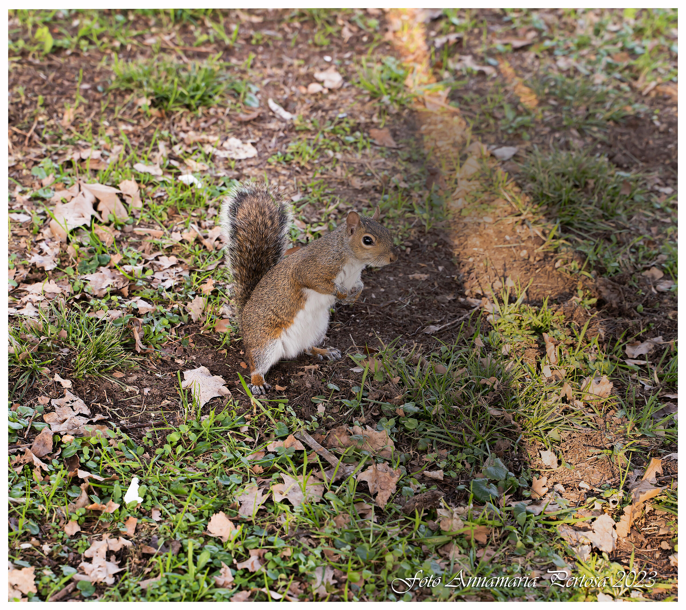 Al parco con gli scoiattoli