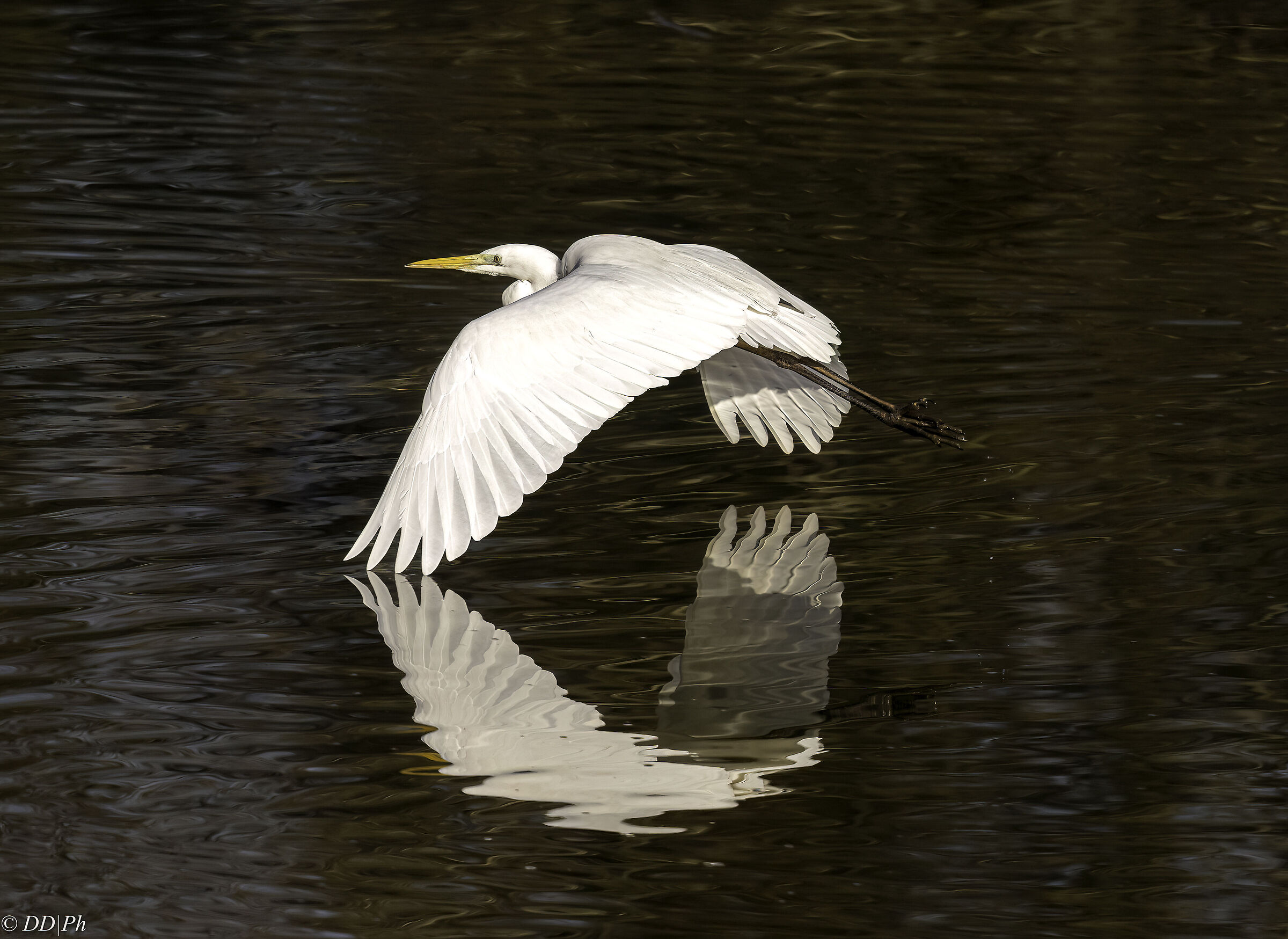 Great White Heron
