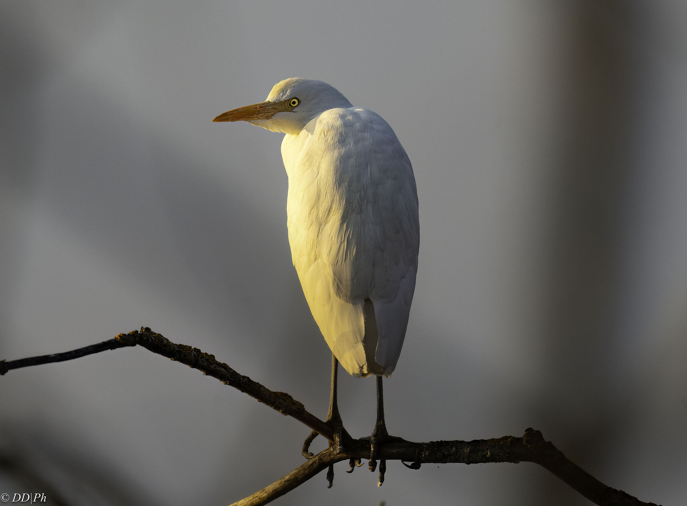 Cattle egret
