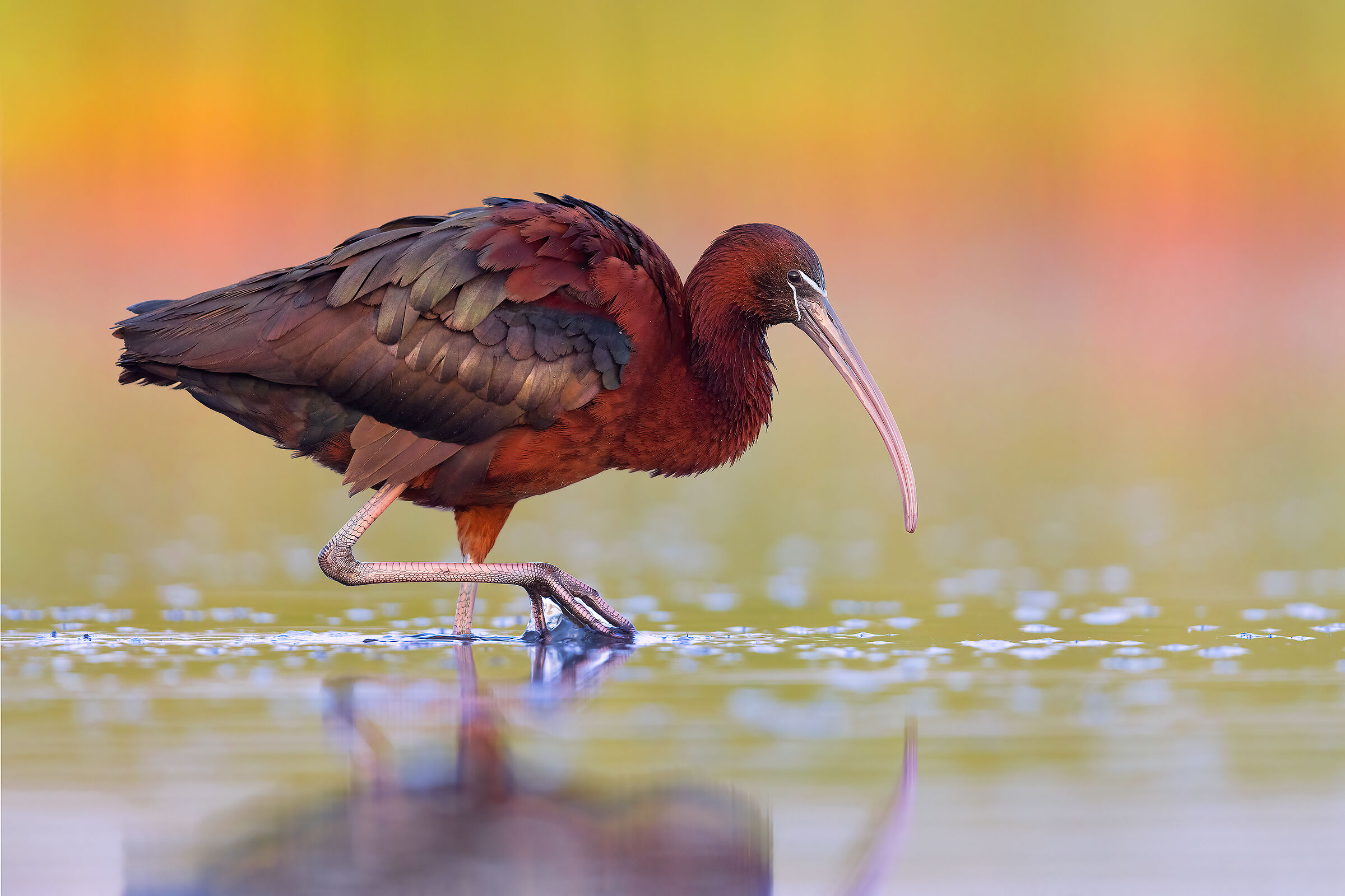 Glossy ibis