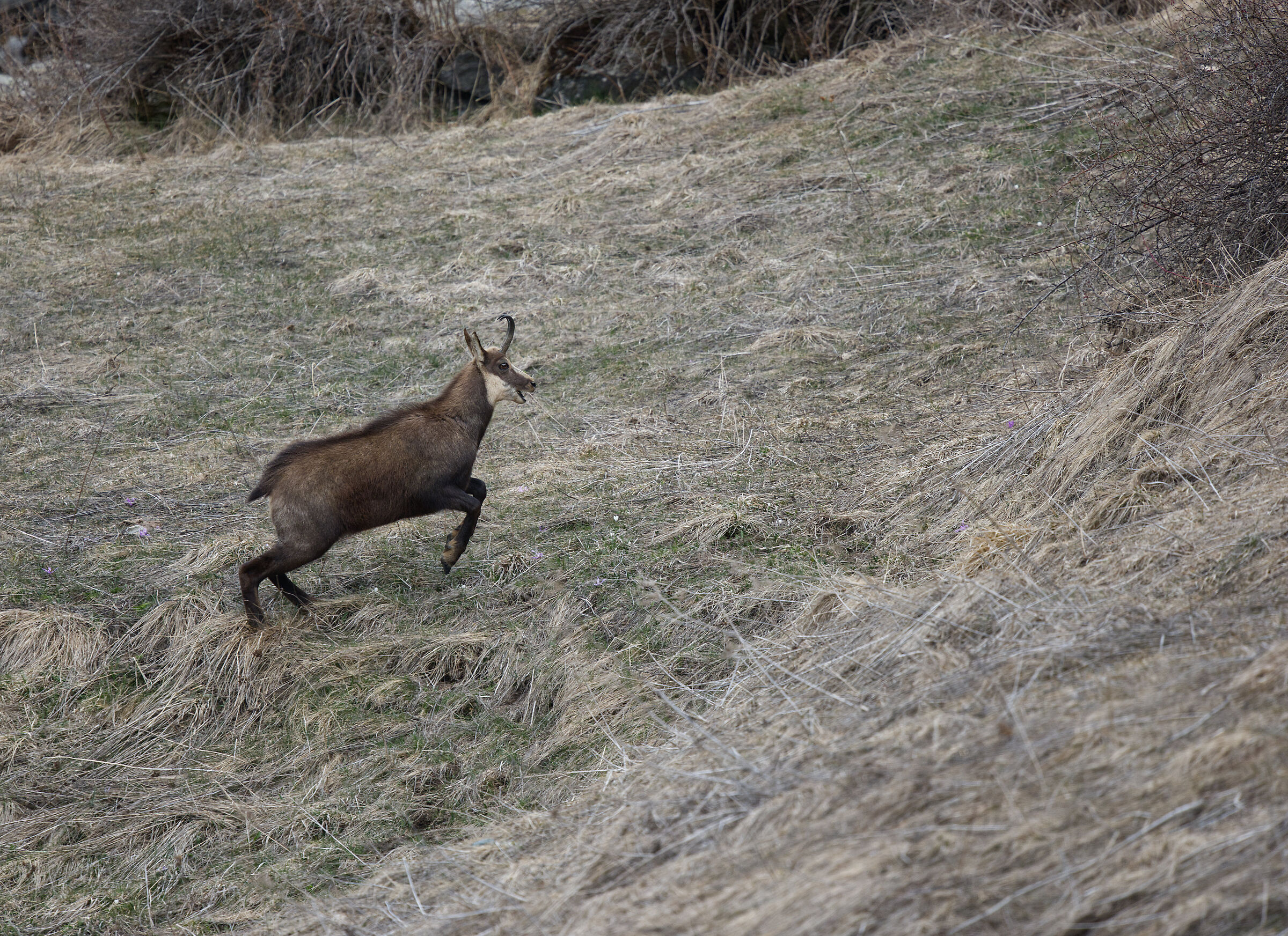 Valsavarenche-Parco Naz.Gran Paradiso April 2022