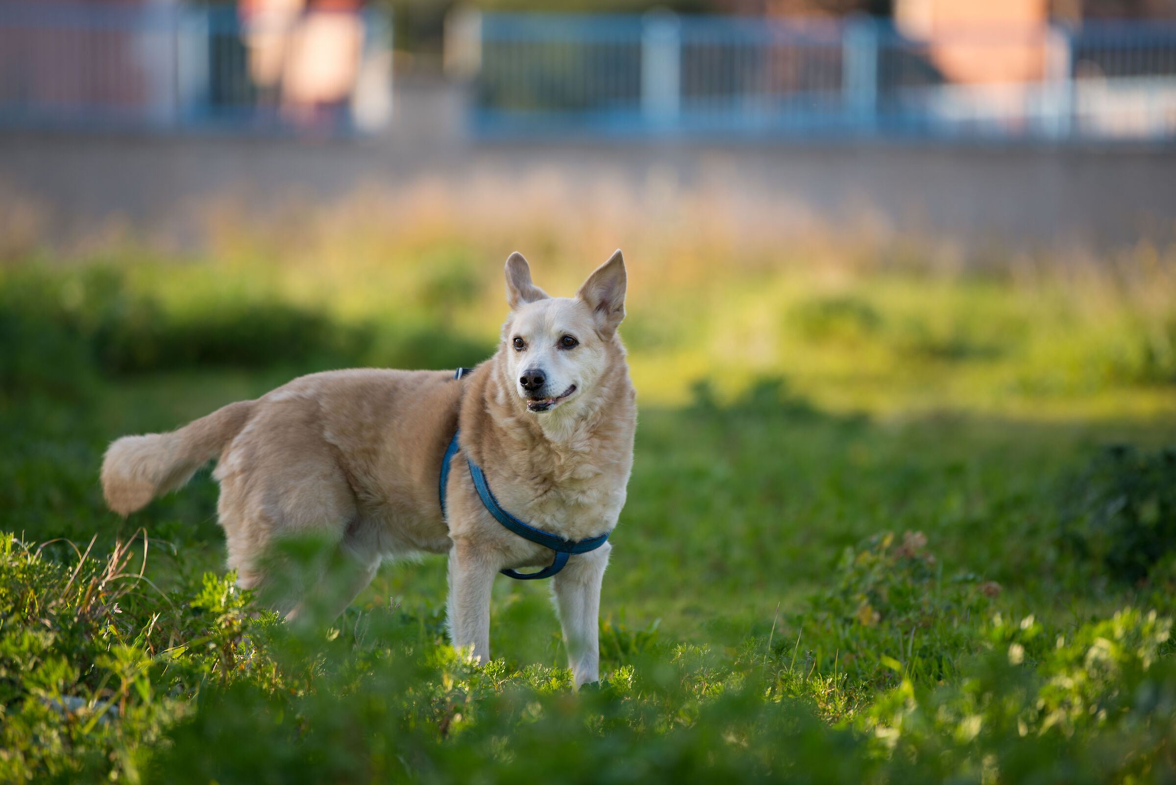 La Domenica in libertà