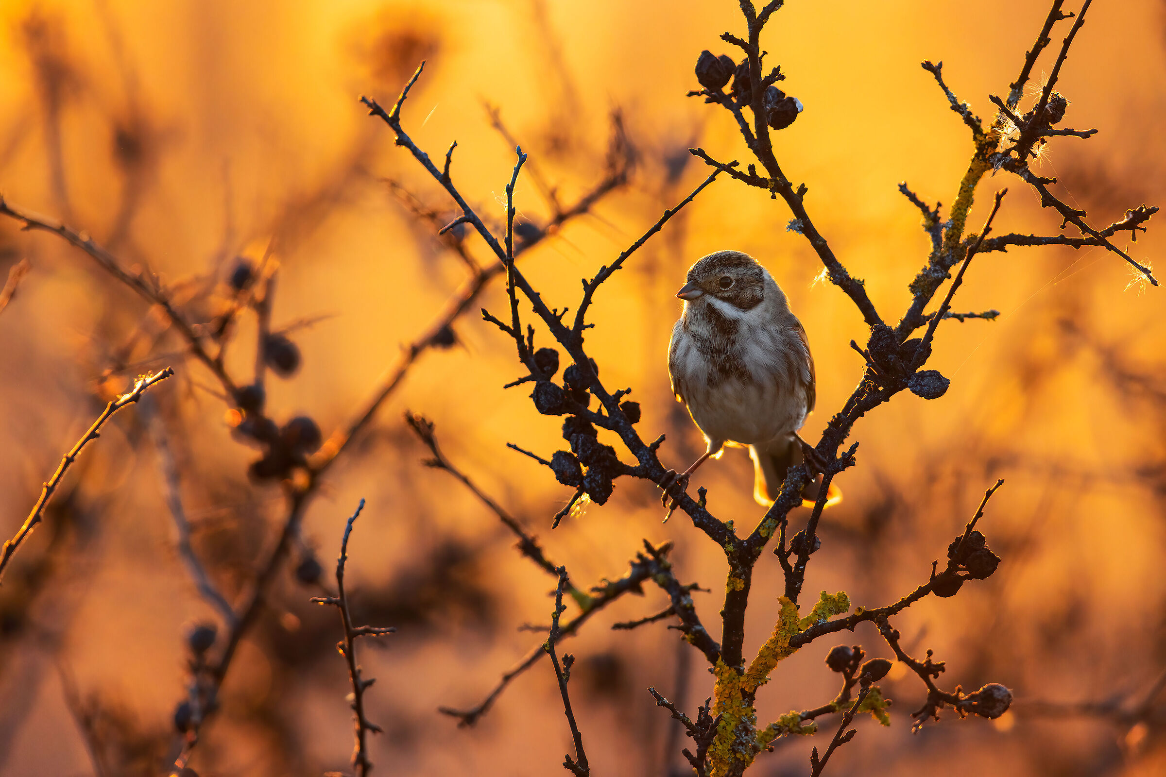 Trame infinite (Migliarino)