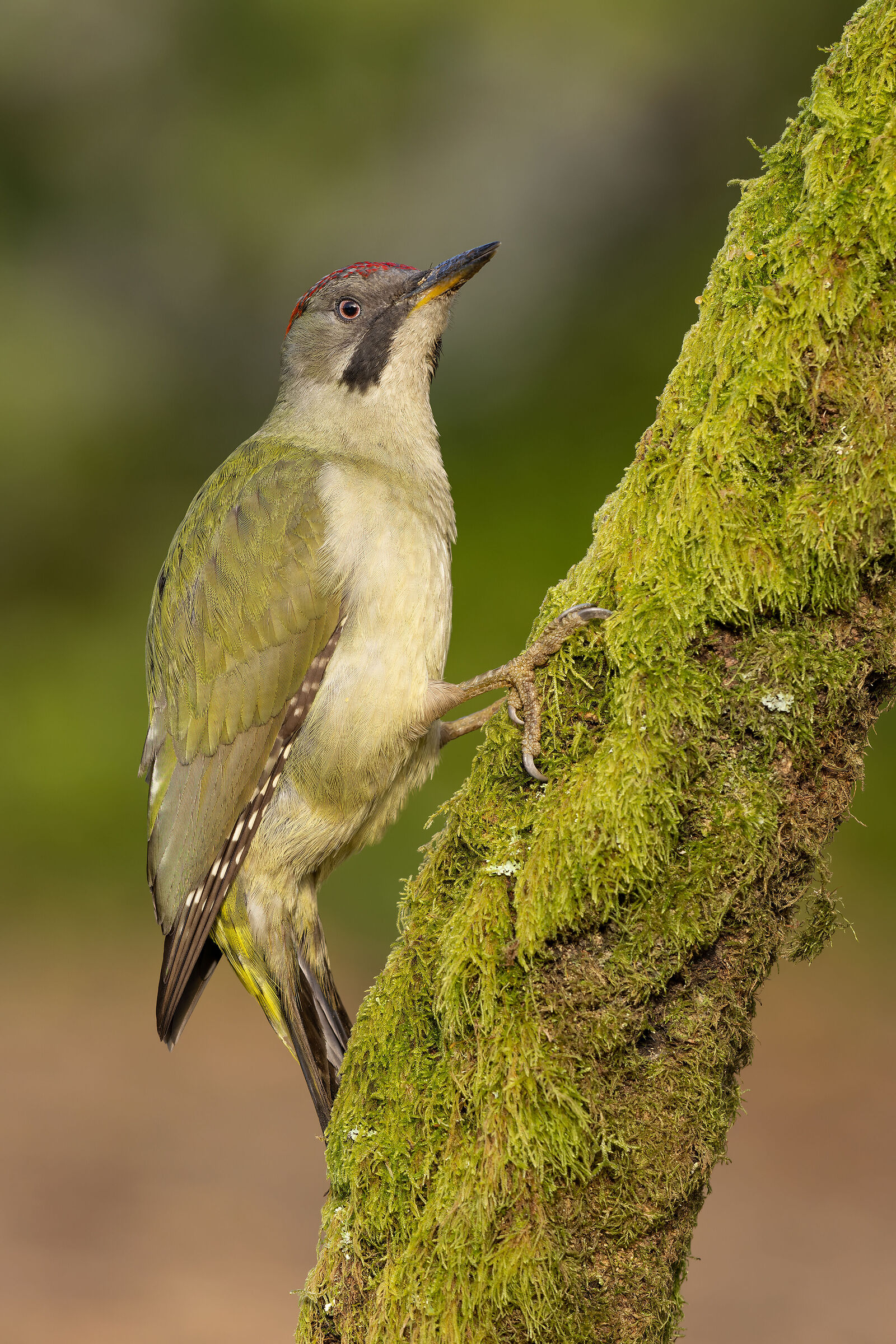 Green Woodpecker, female - Picus viridis (Portugal)