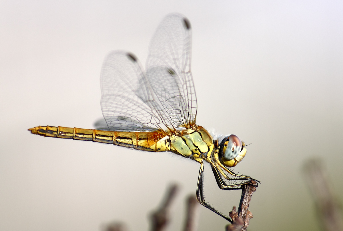 Sympetrum fonscolombii femmina