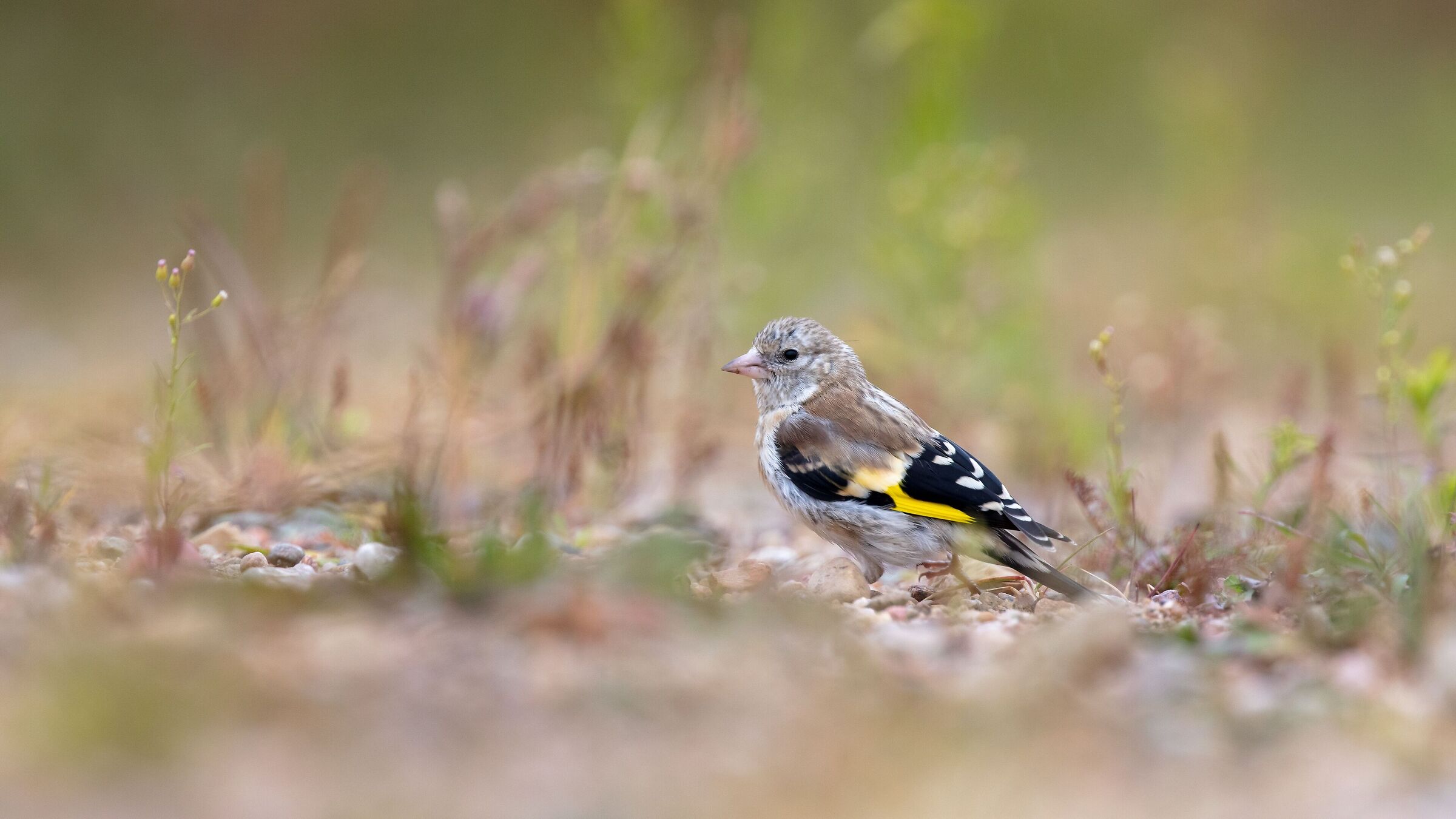 (Carduelis carduelis)
