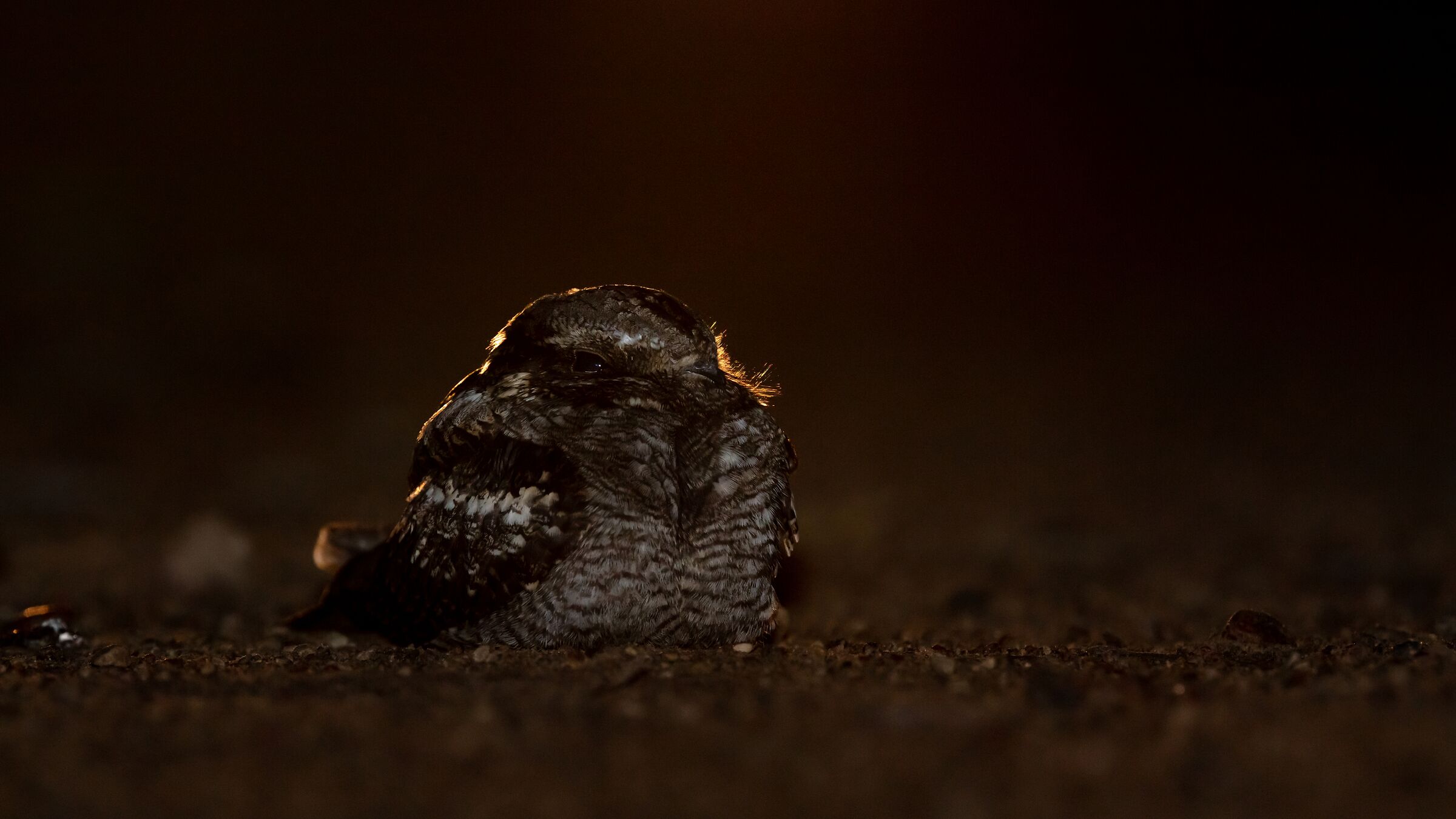 Caprimulgus europaeus