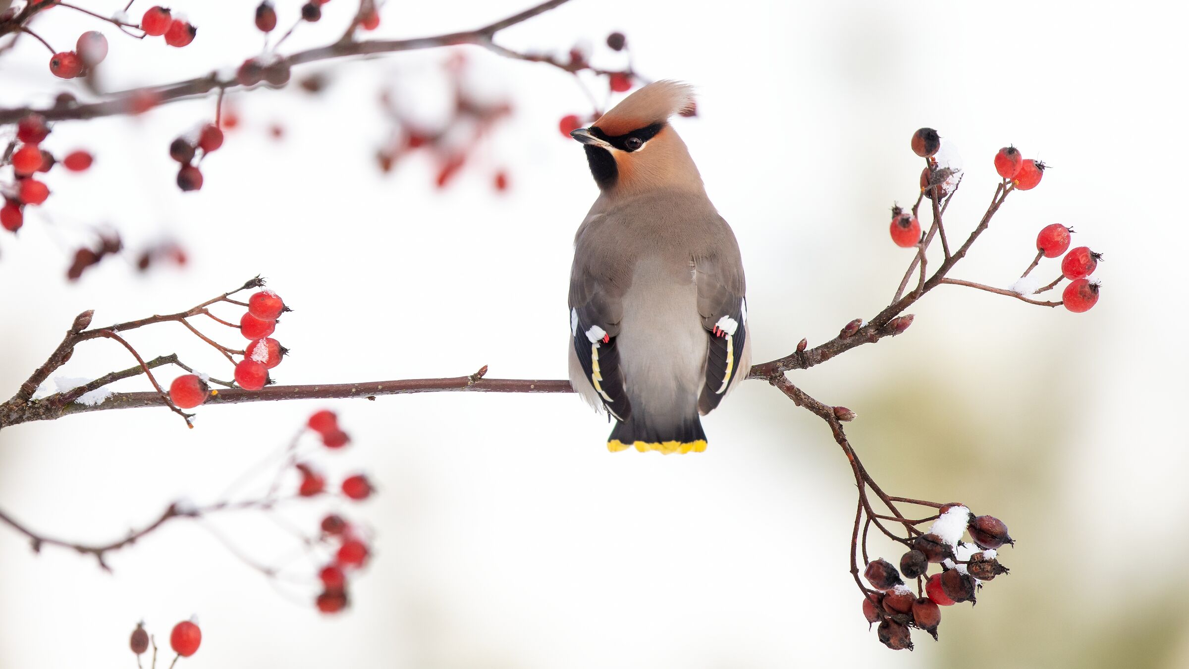 (Bombycilla garrulus)