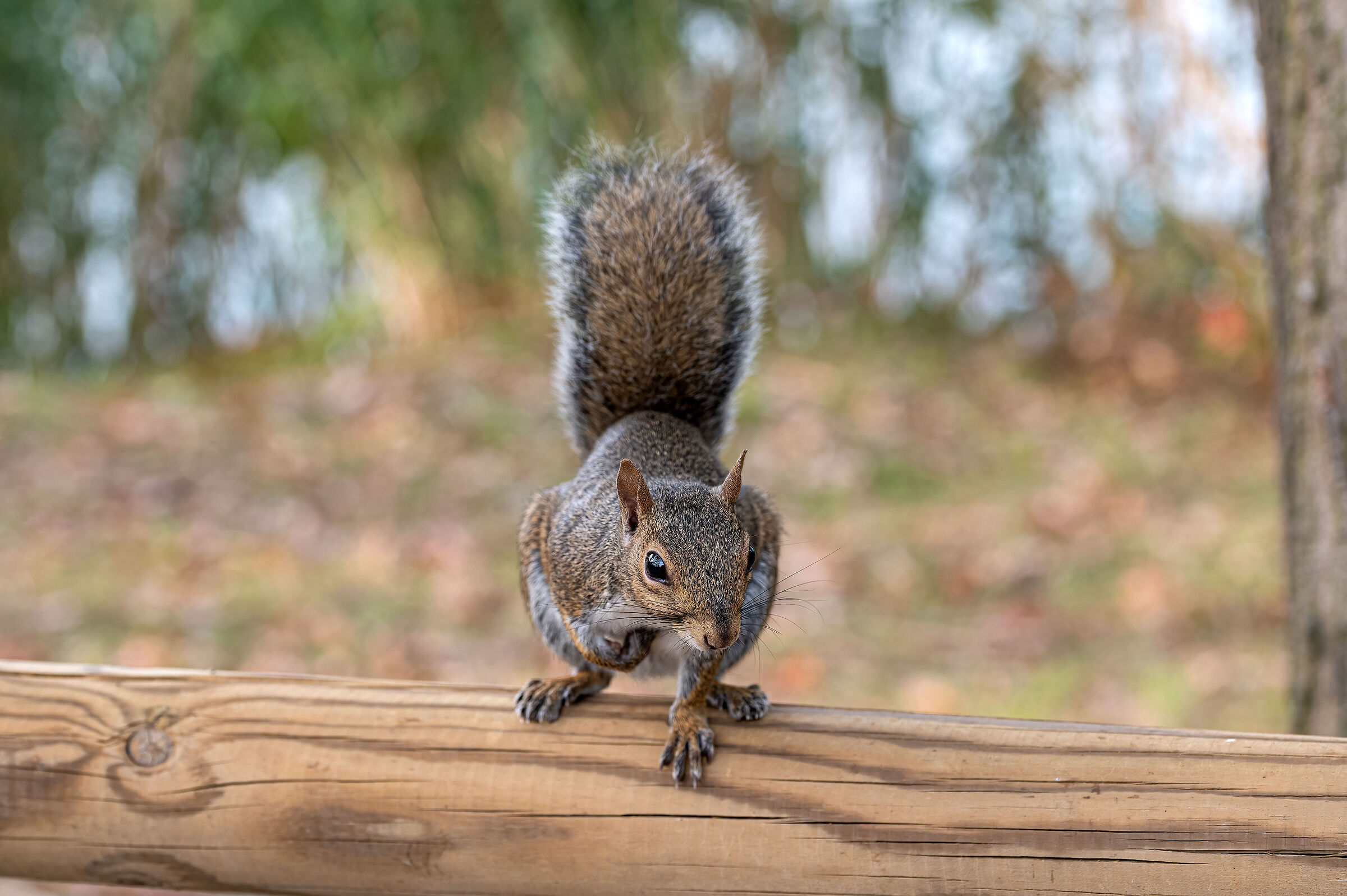 Squirrel
