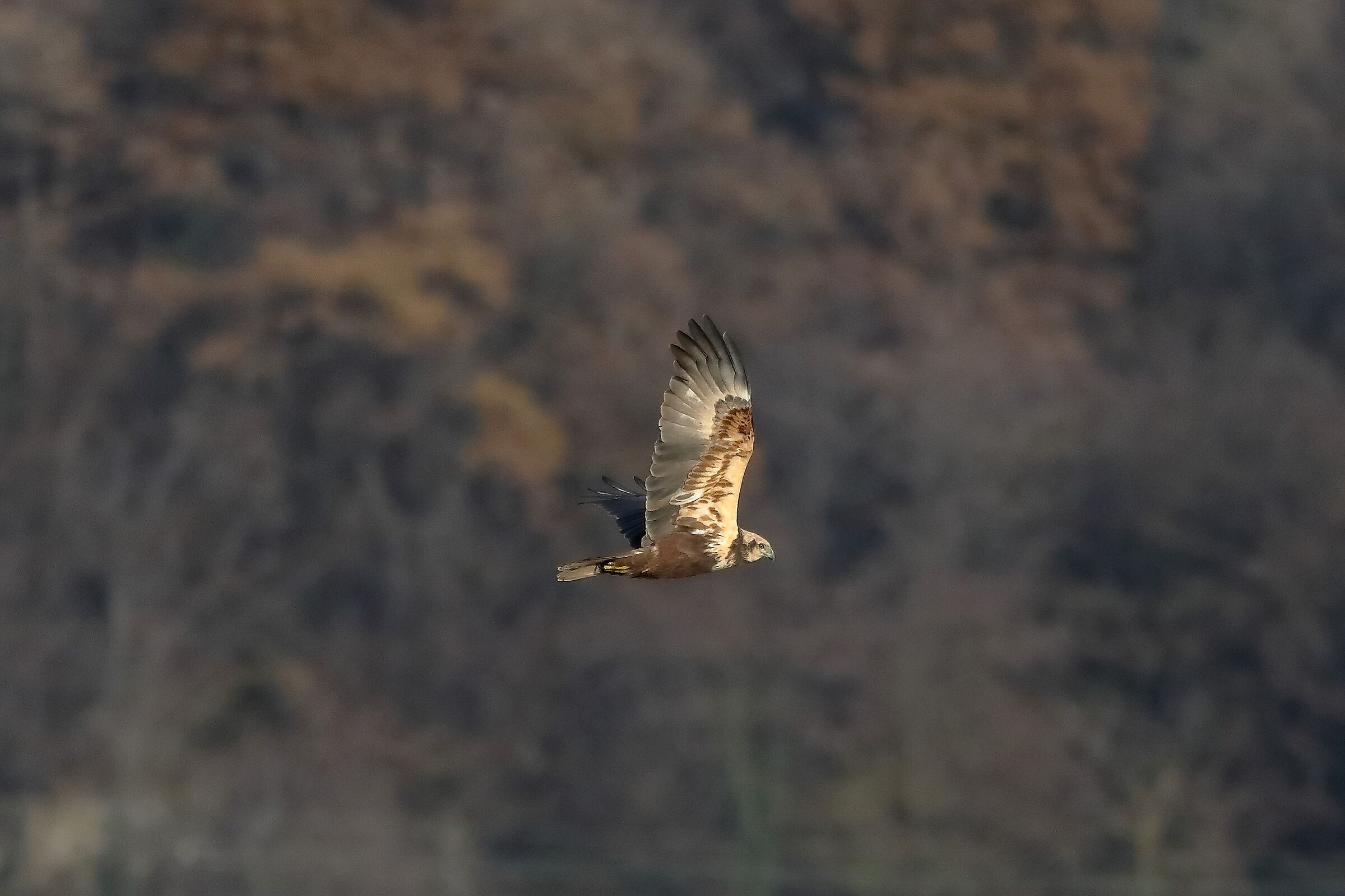 Falco di palude F 18-12-2022