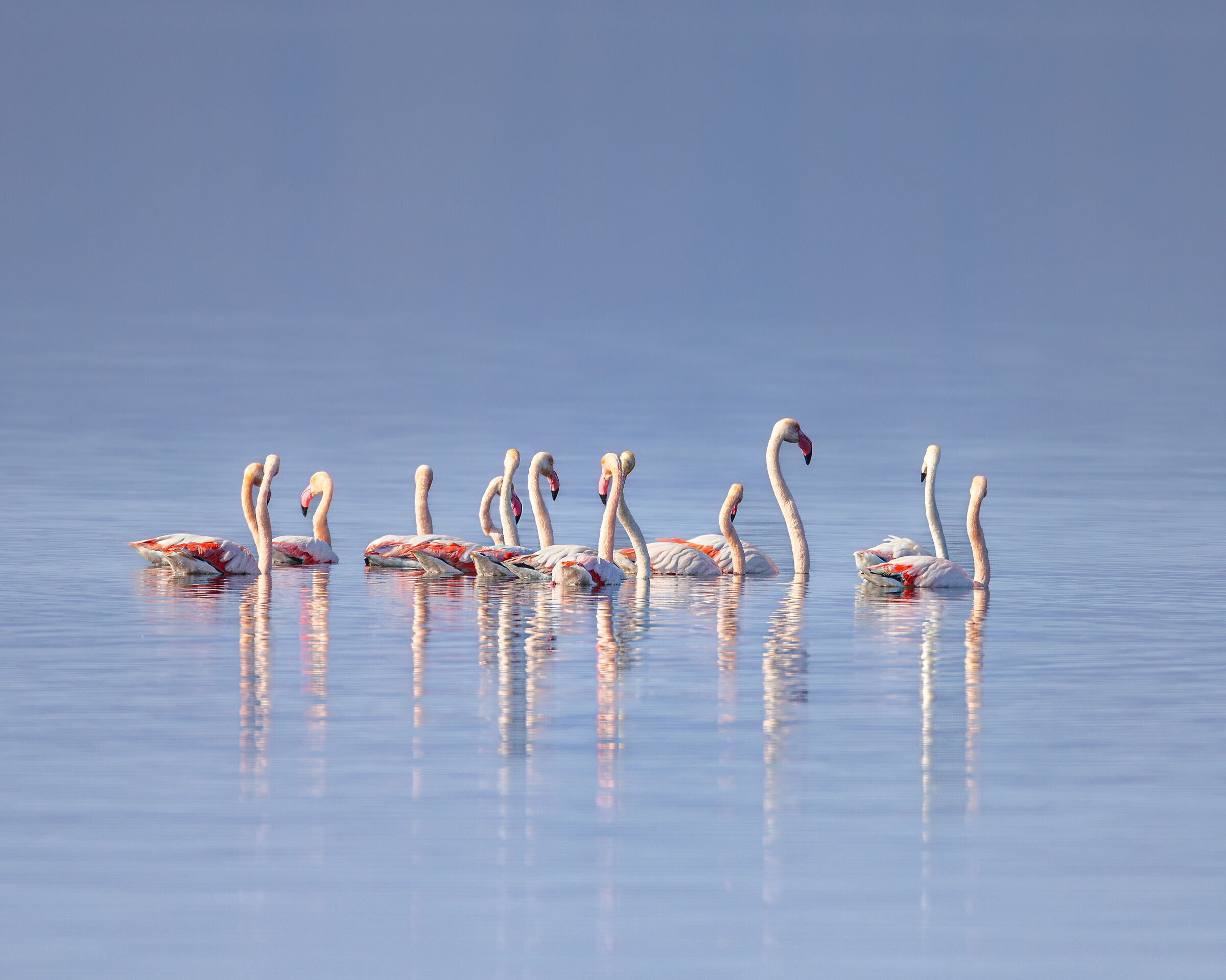 Flamingos on Lake Bolsena