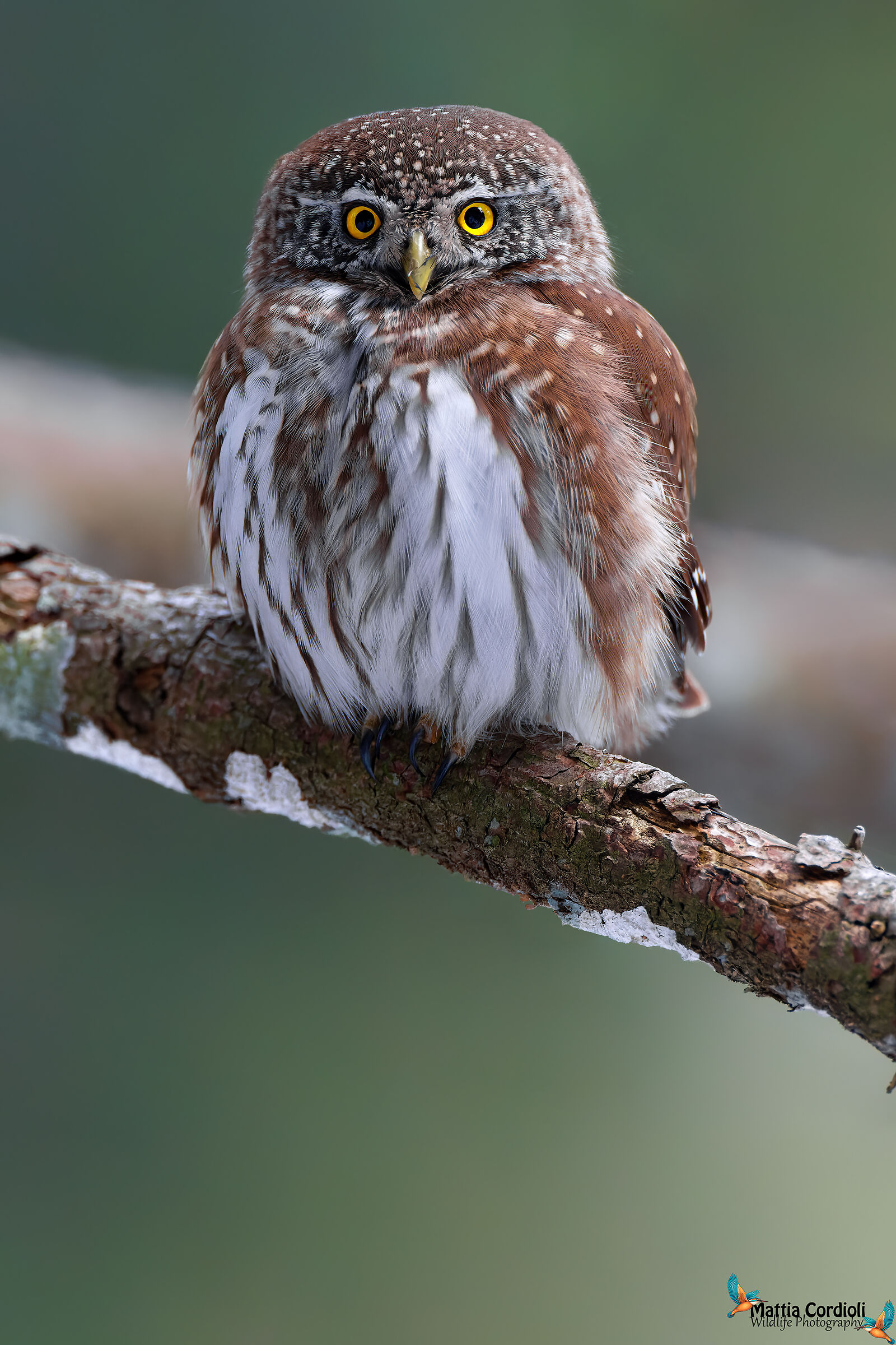 Dwarf Owl