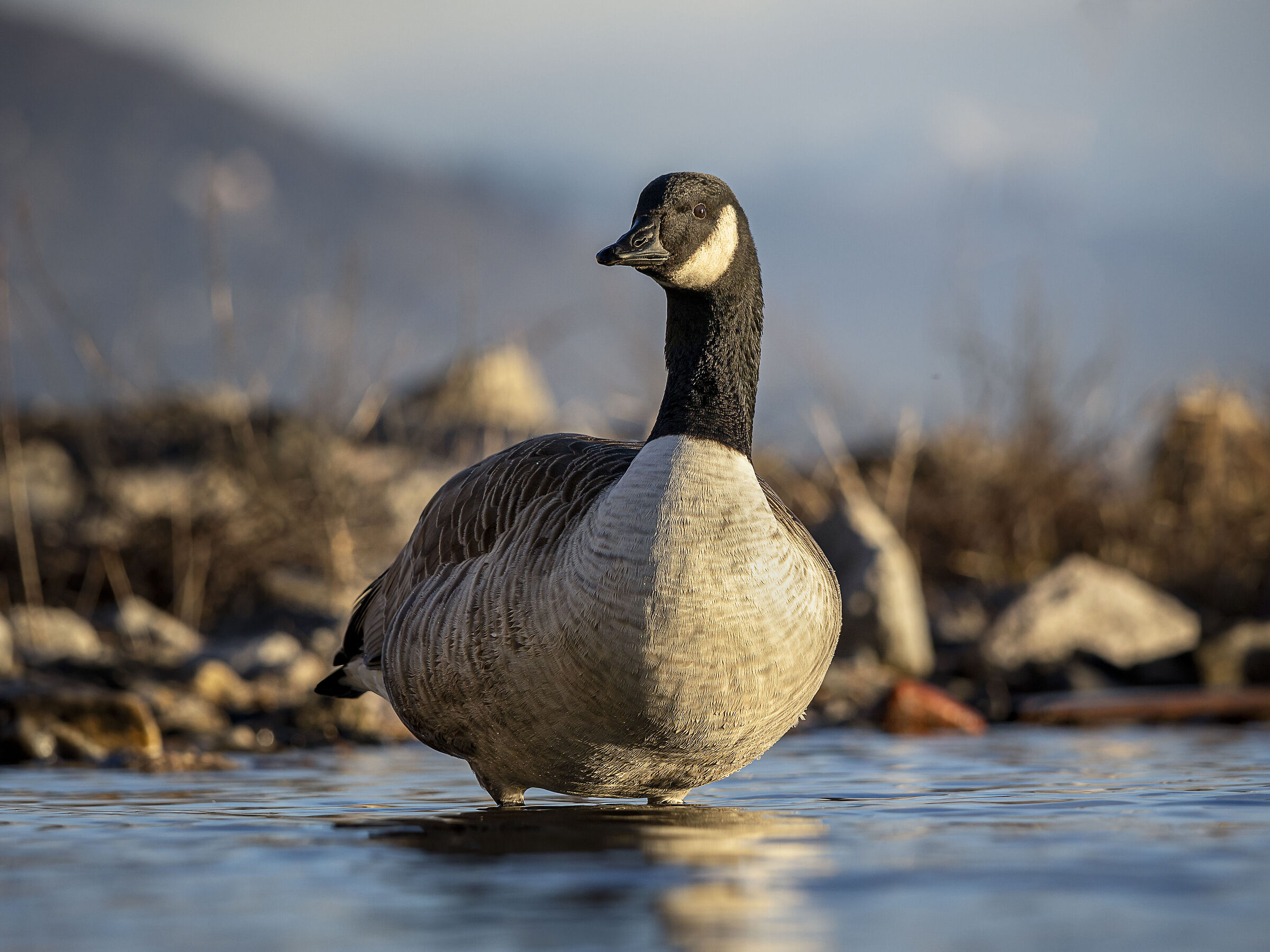 Canadian goose
