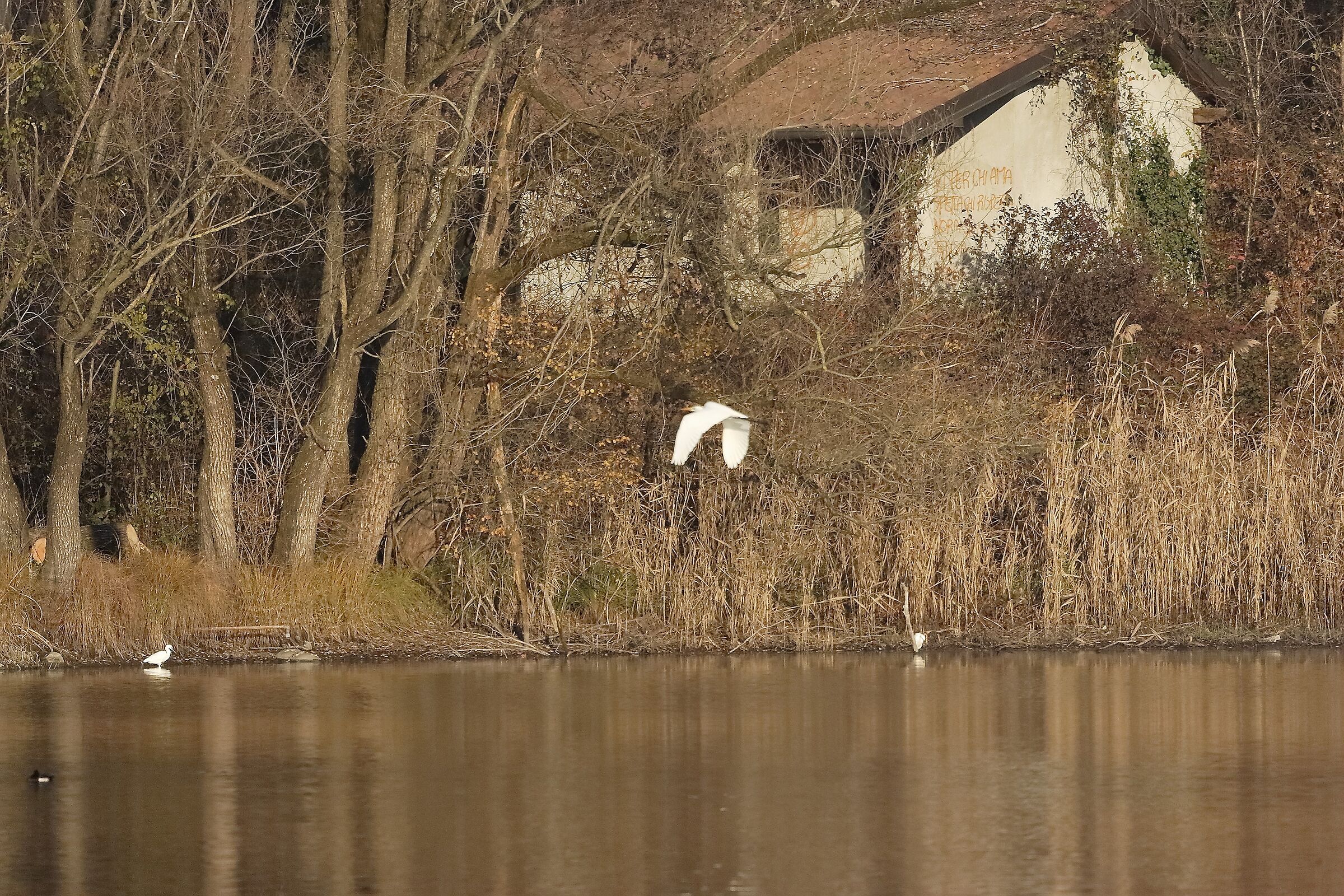 IL canneto dicembre 2022
