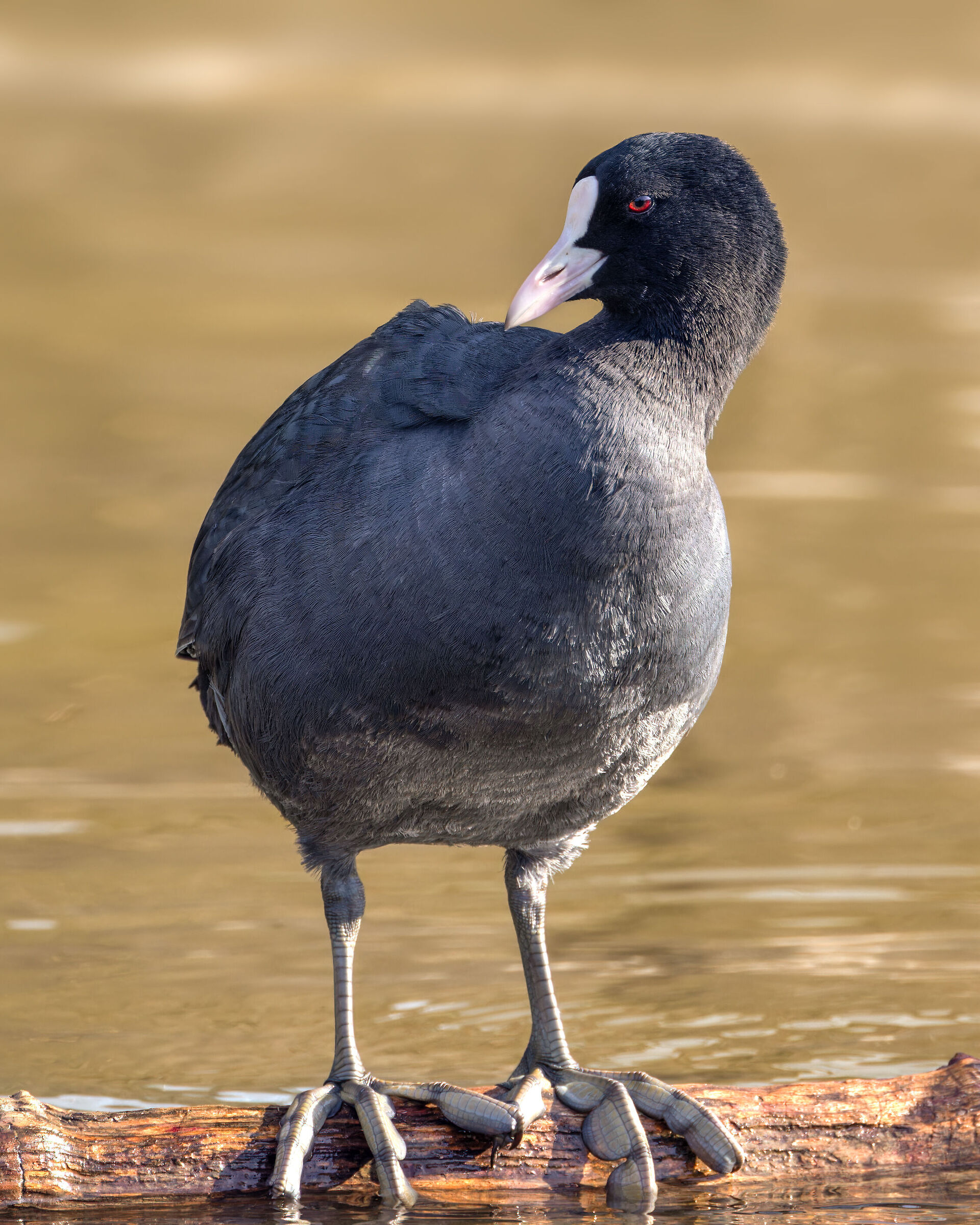 Folaga eurasiatica