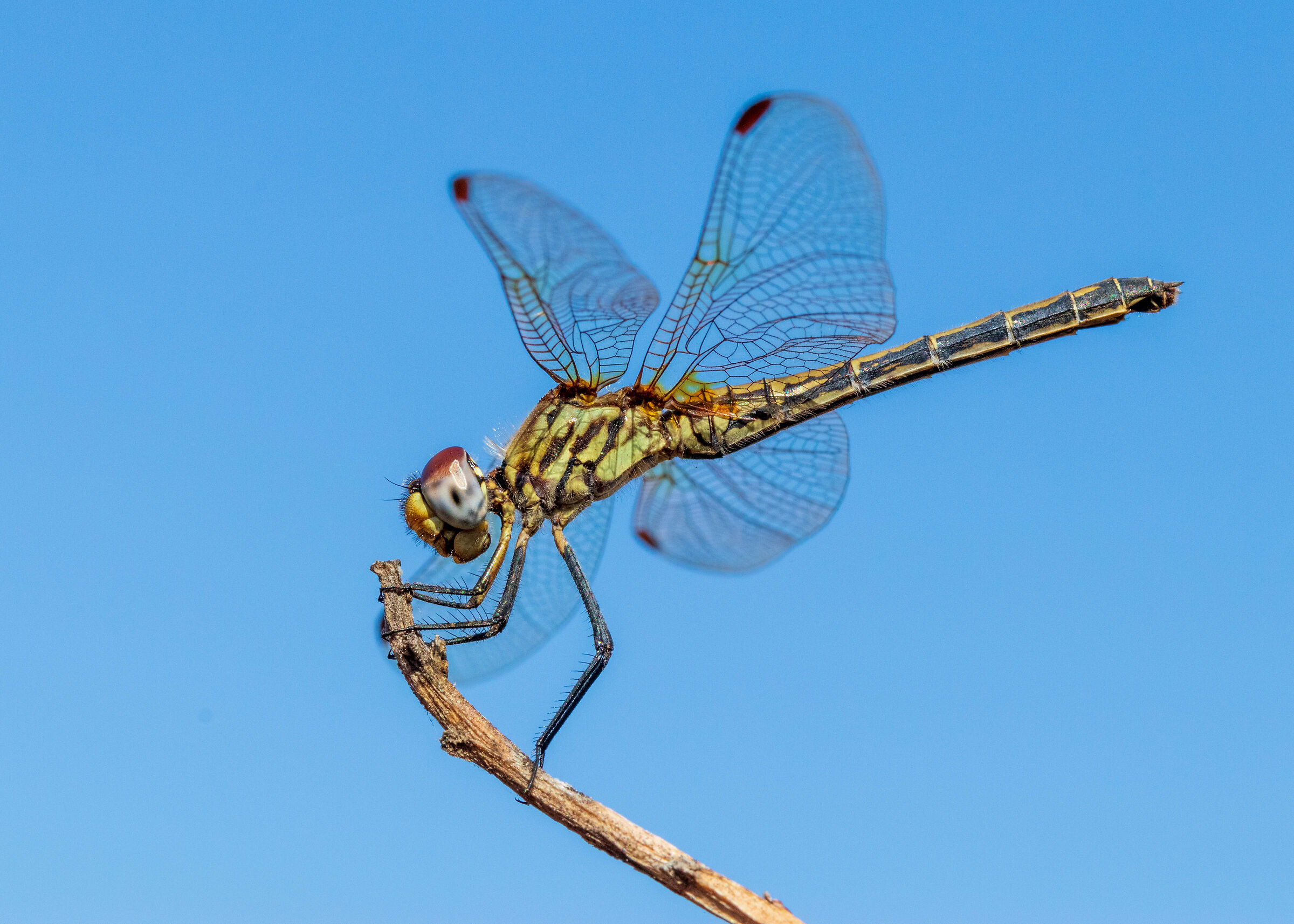 Dragonfly II (2023)