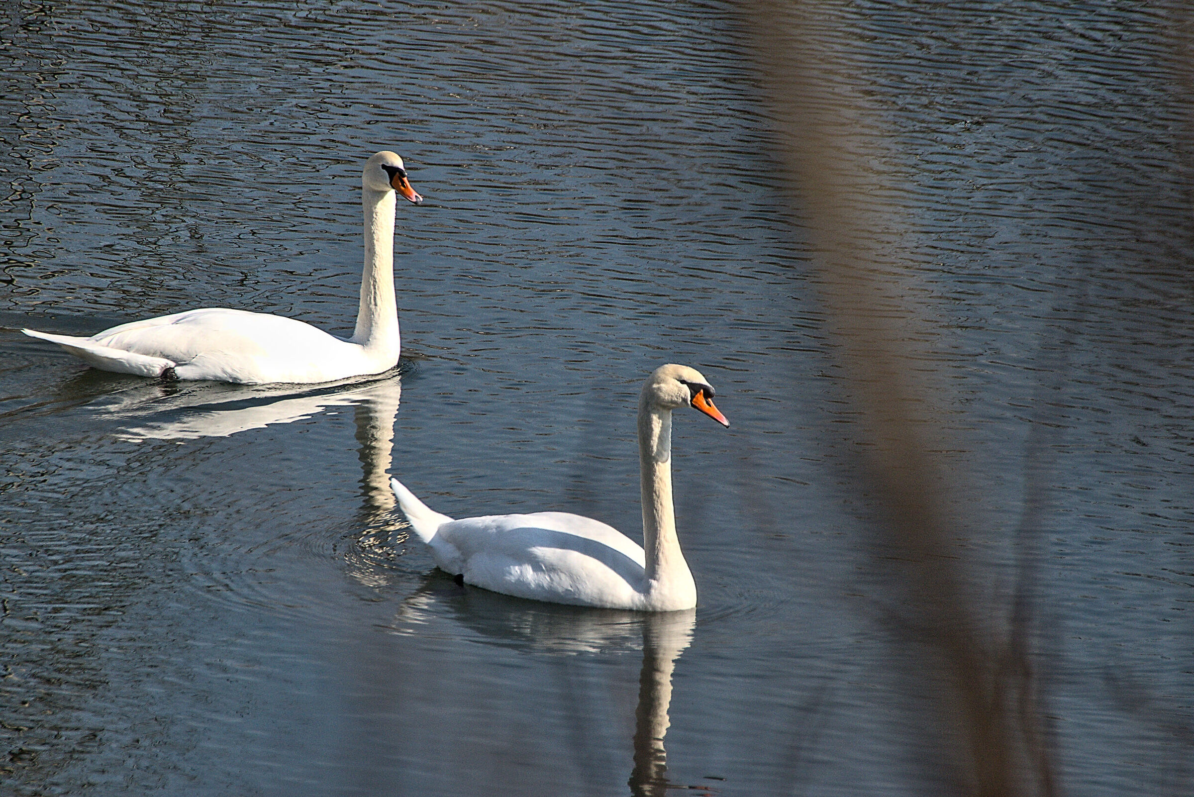 Swans