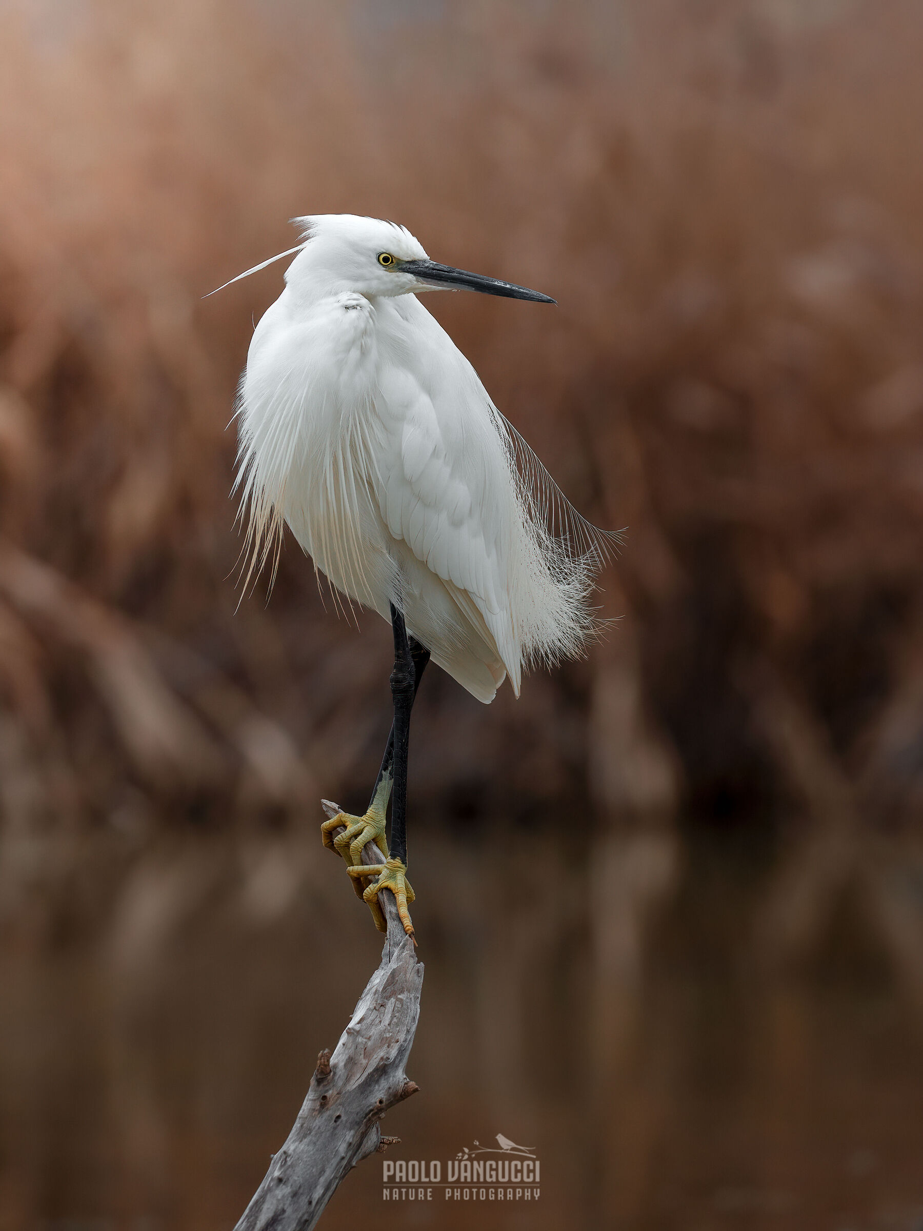 Egret / Egretta egret