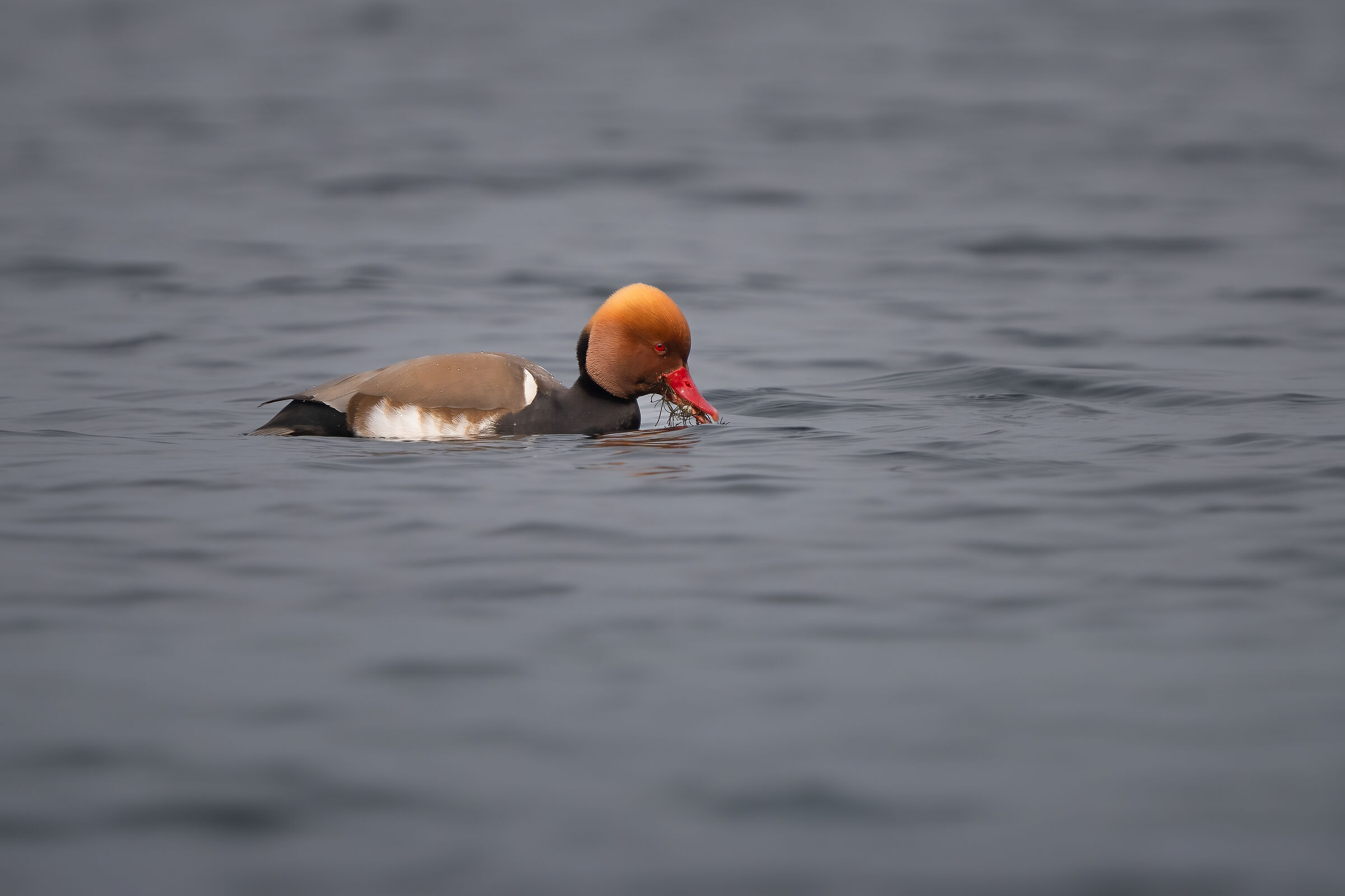 Fistione turco (Garda - Verona)