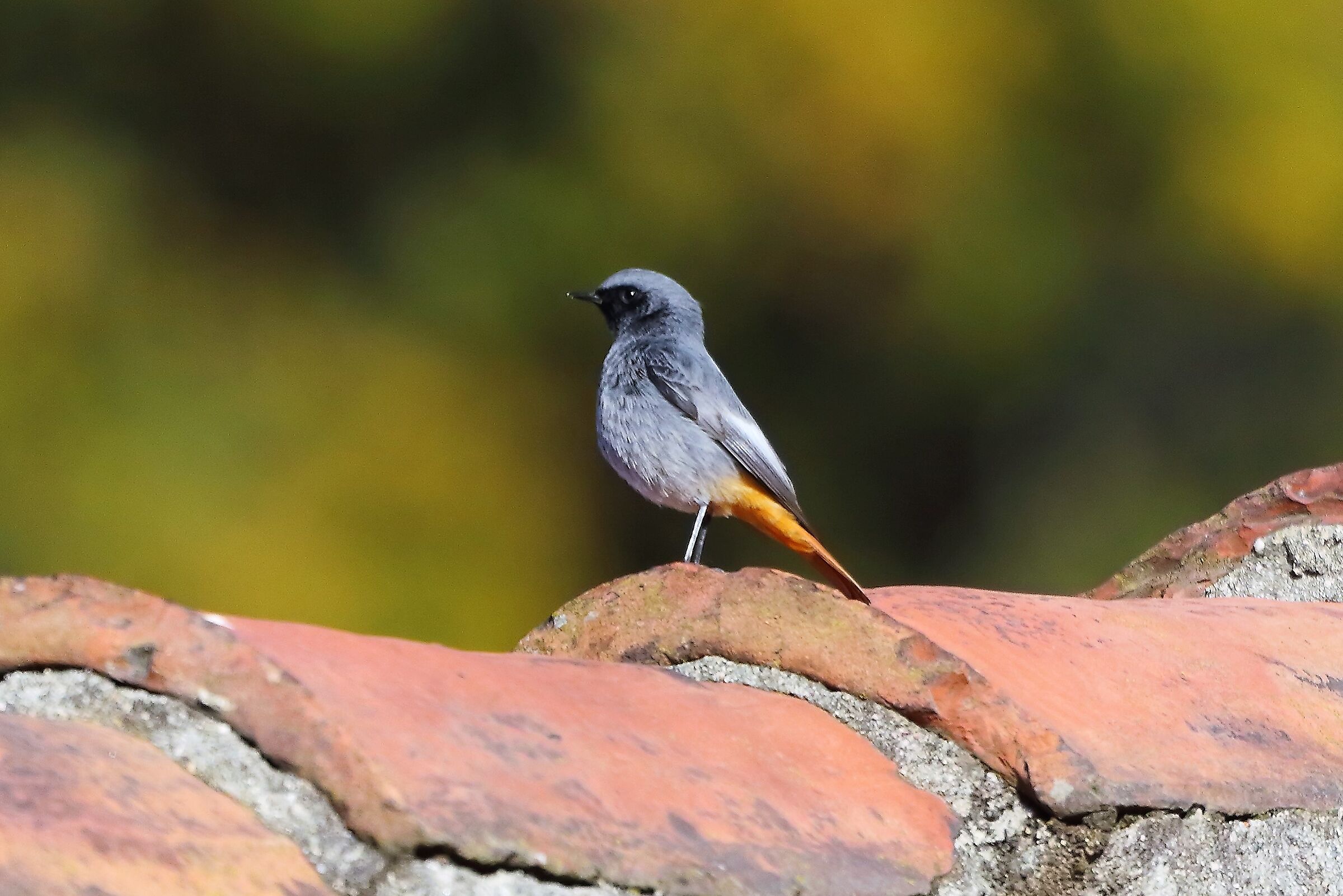 Codirosso M 12 dicembre 2022