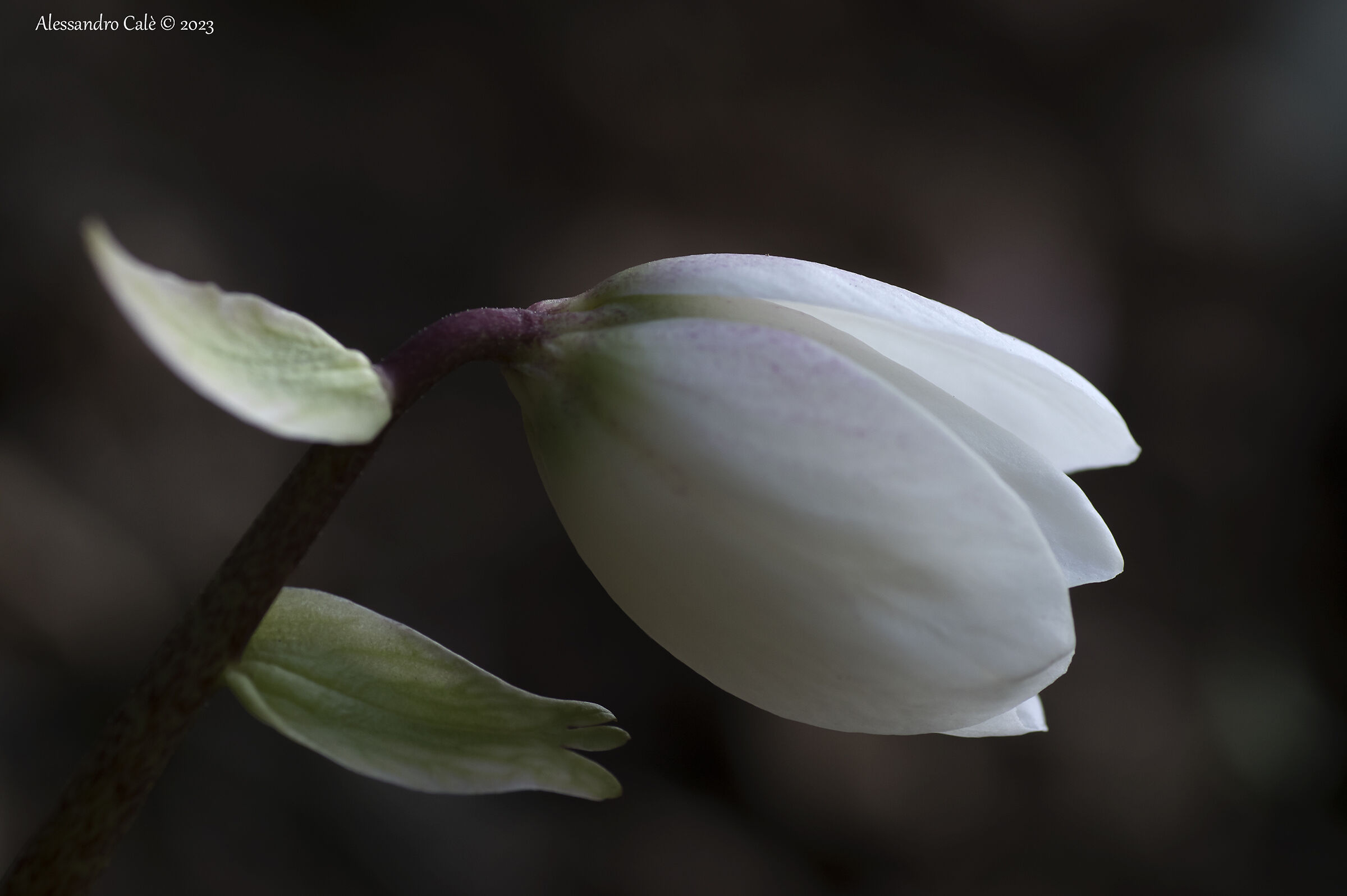 Helleborus niger (Christmas Rose) 3322