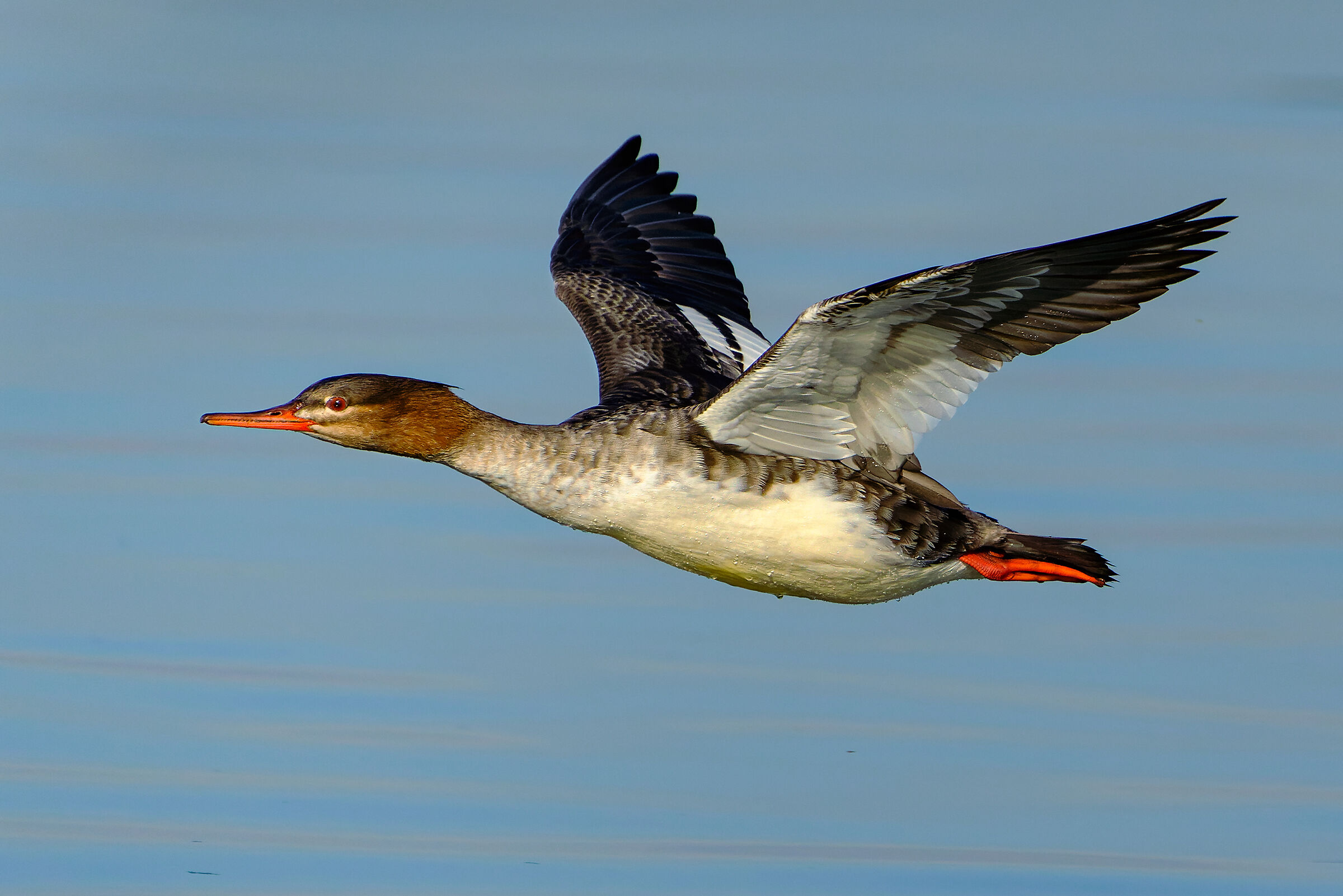 Lesser Merganser (female)