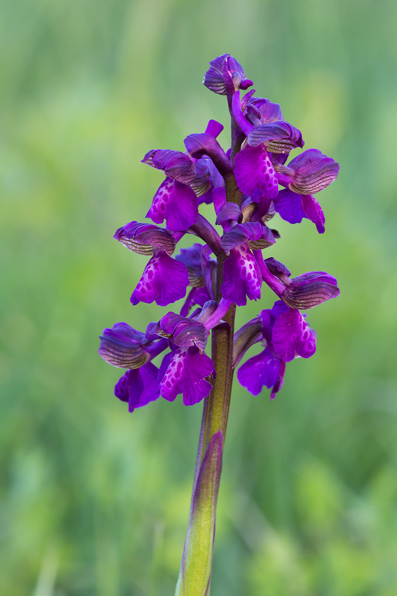orchis morio