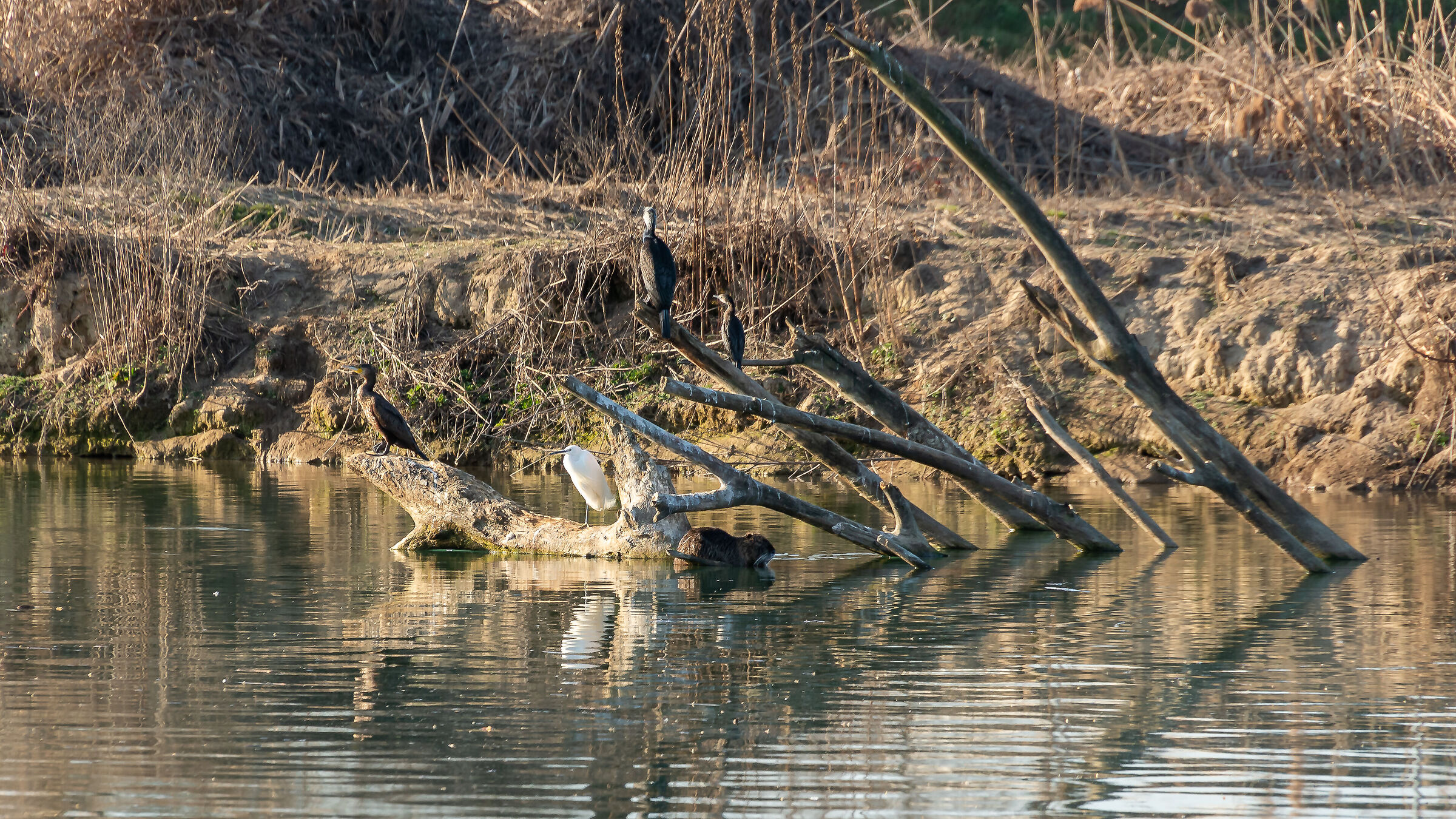 Facciamoci compagnia.