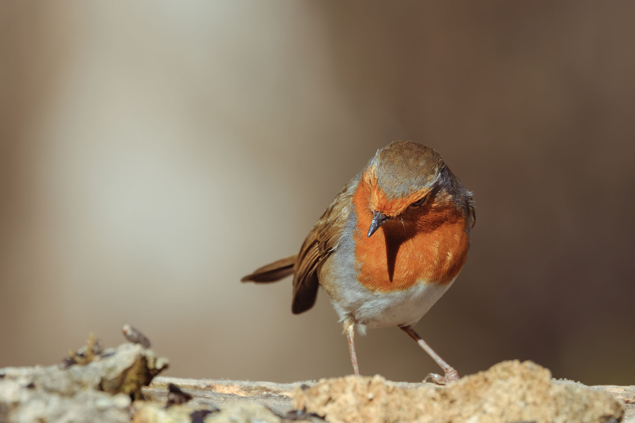 Robin