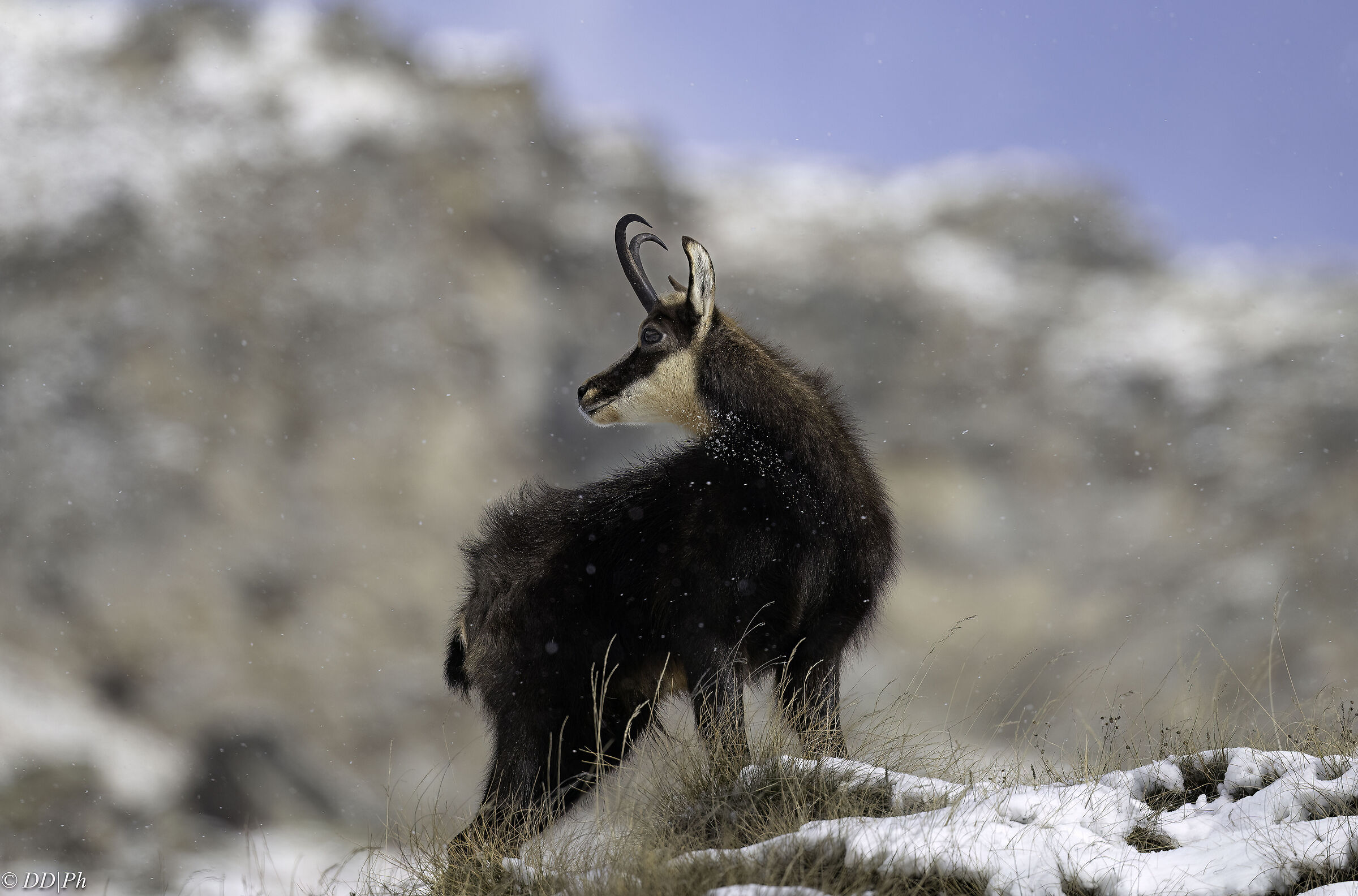 Chamois