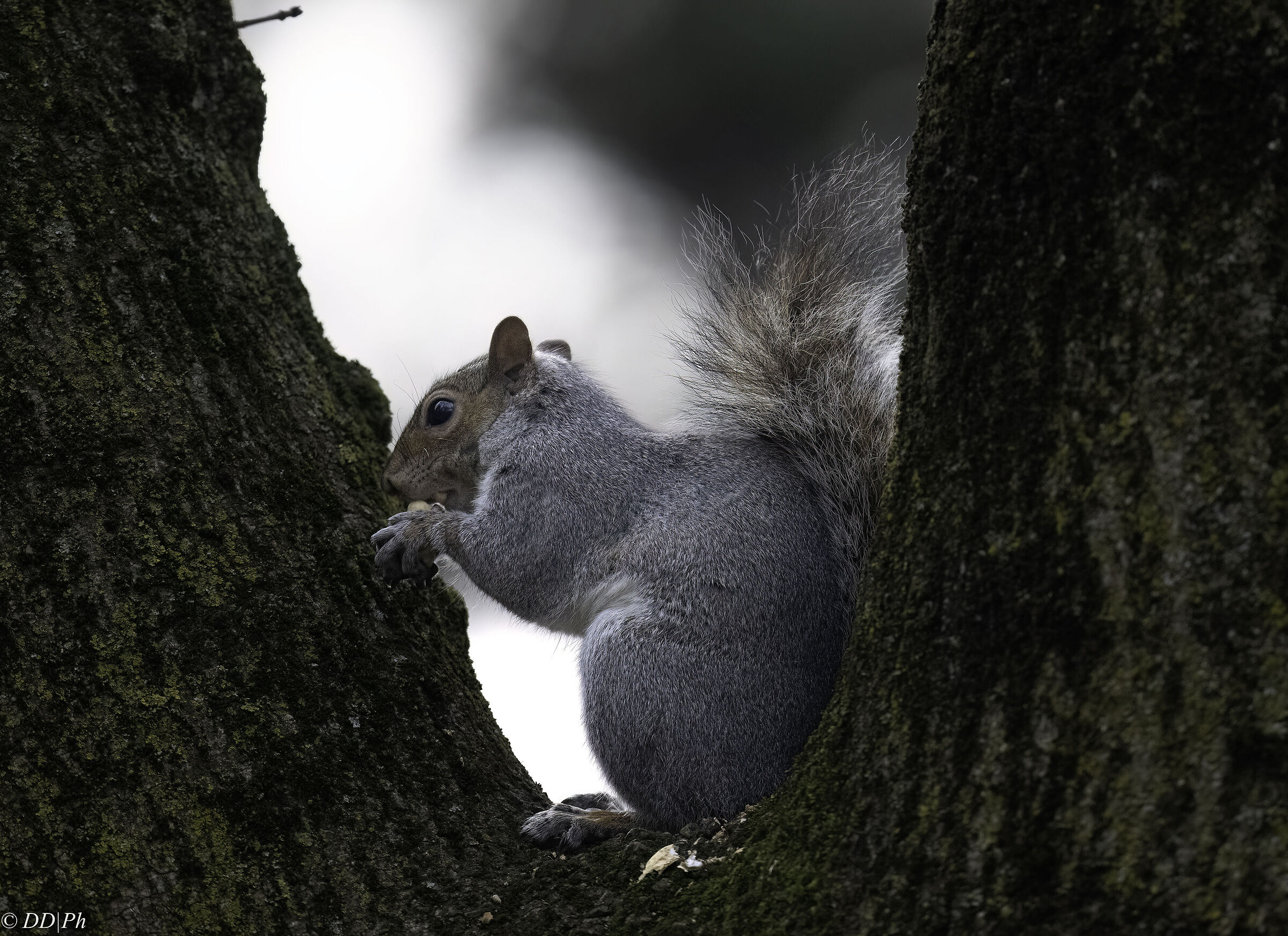 Grey squirrel