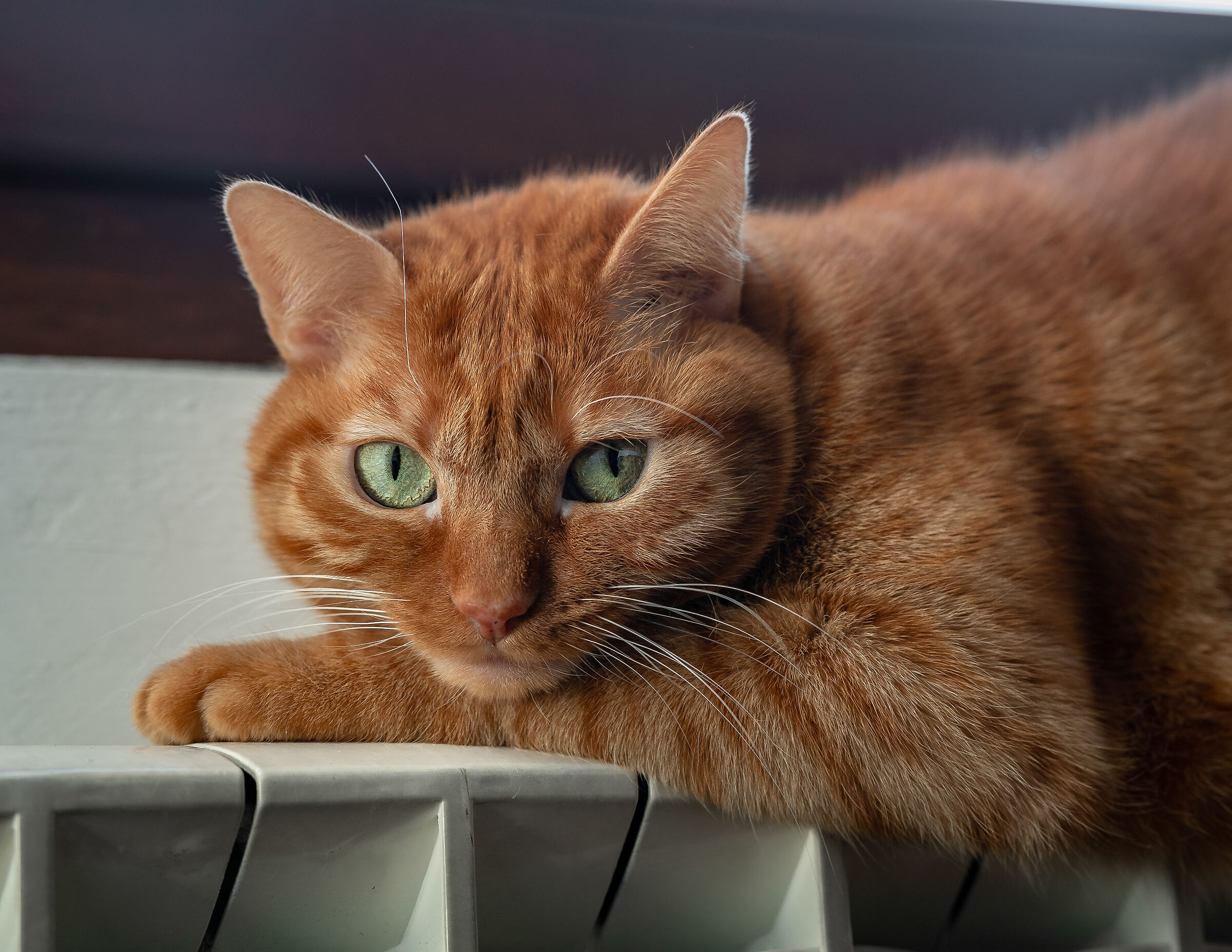 La regina della casa